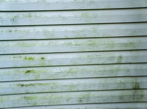 mildew on house siding