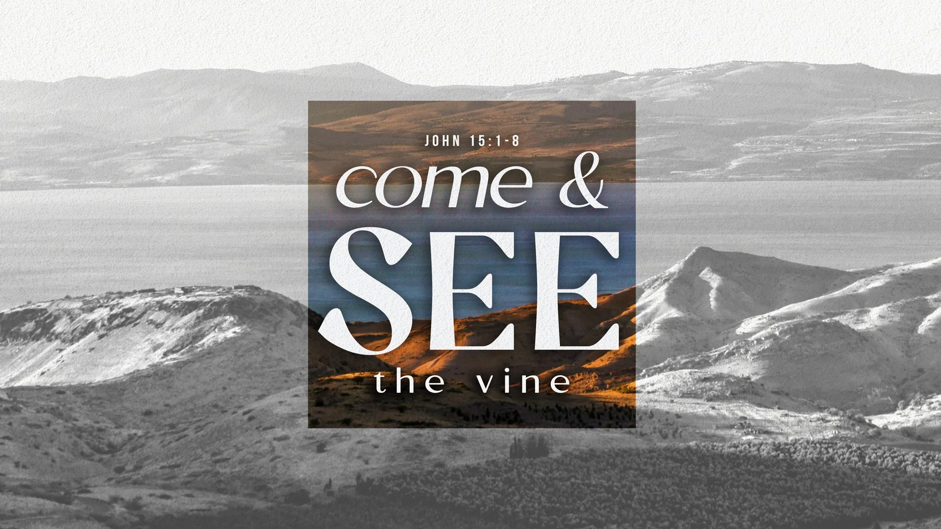 Come and See: The Vine
