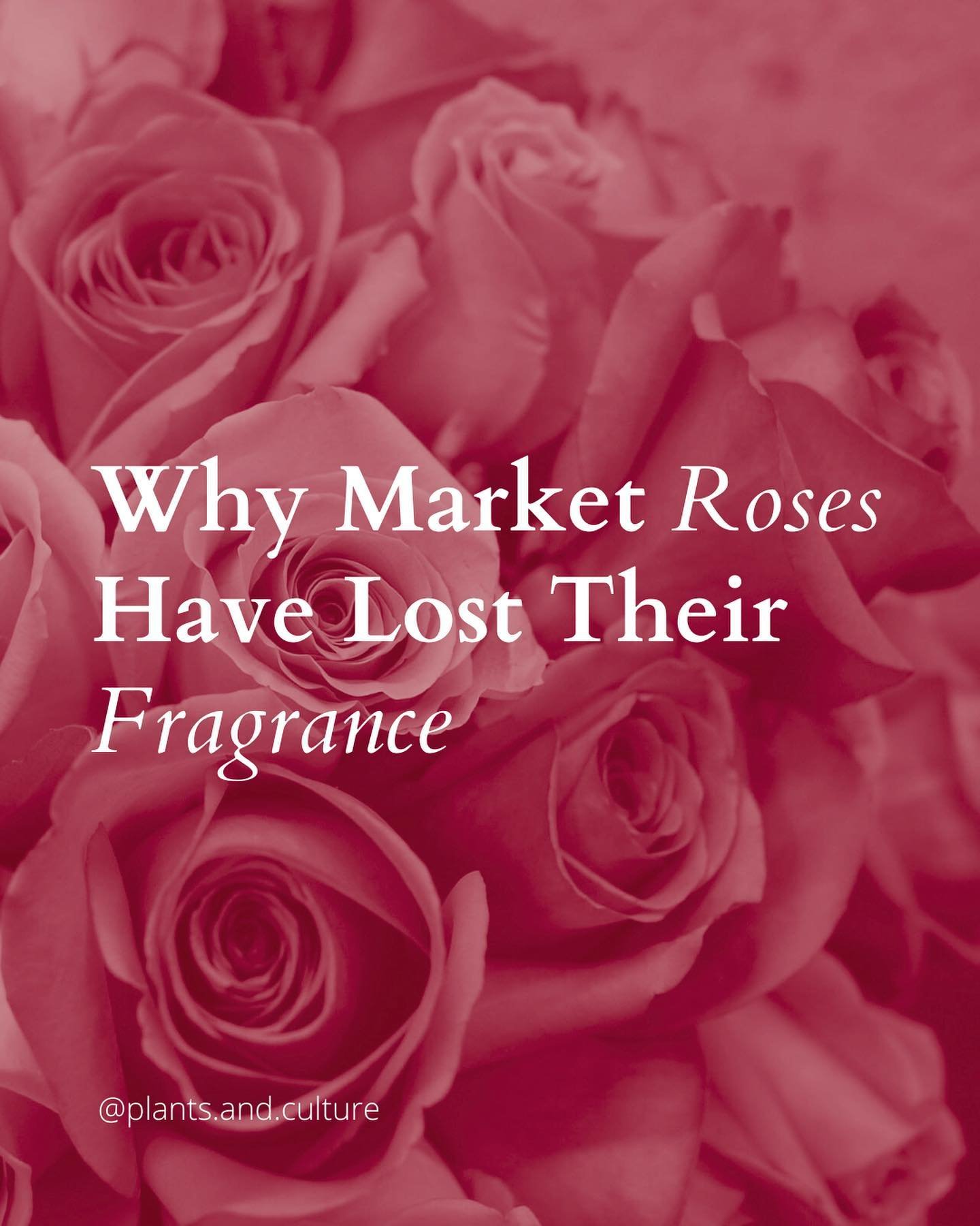 &ldquo;Many people still sniff roses hoping for an aroma; what they likely smell is a combination of chlorophyll and fillers used at flower shops.&ldquo; Today, scientists &ldquo;have begun trying to breed the scent back in, hoping to offer consumers