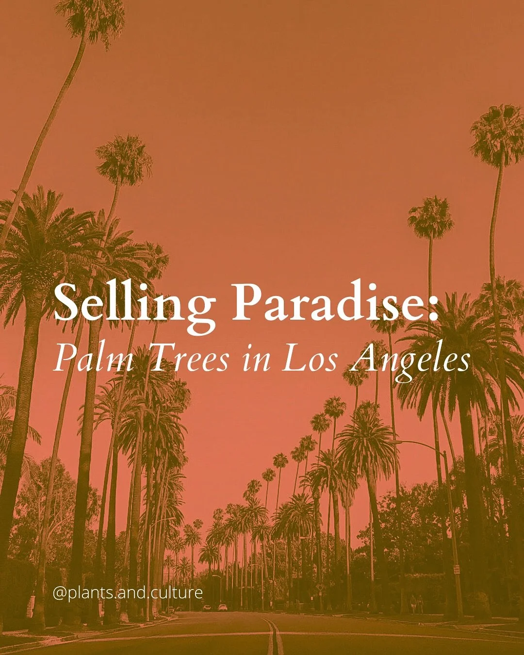 A brief history of the iconic palms in Los Angeles&hellip;

#palmtree #palms #palmtrees #treestagram #trees #losangeles #losangeleshistory #cityoflosangeles #losangelescalifornia #planthistory #paradise #palmtreeseverywhere #sustainabilty #landscape 