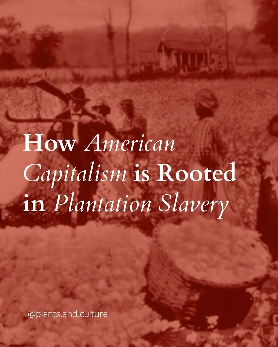In order to understand today&rsquo;s persistent inequalities, we must recognize and reconcile how deeply sl@very&rsquo;s legacy is woven into the nation&rsquo;s very economic fabric.

#ushistory #cotton #plants #plantsofinstagram #plantsplantsplants 