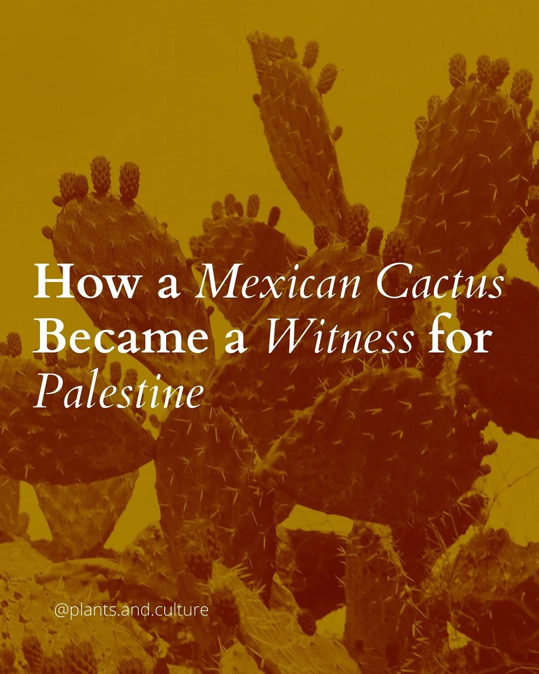 Imported through conquest, reshaped by empire, its fruit nourishes, its roots defy erasure. Sabr, or the prickly pear cactus (Opuntia ficus-indica) has been remade in P4lestine into a symbol of steadfastness and survival&hellip;

#nature #heritage #c