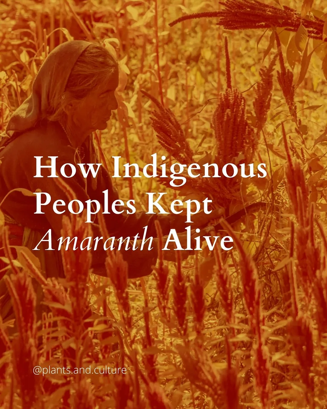 In the Nahuatl language, amaranth is &ldquo;huautli&rdquo; &mdash; meaning &ldquo;the smallest giver of life.&rdquo;

Today, amaranth is &ldquo;part of a larger movement to reclaim Indigenous food systems.&rdquo; It is also being recognized for its &