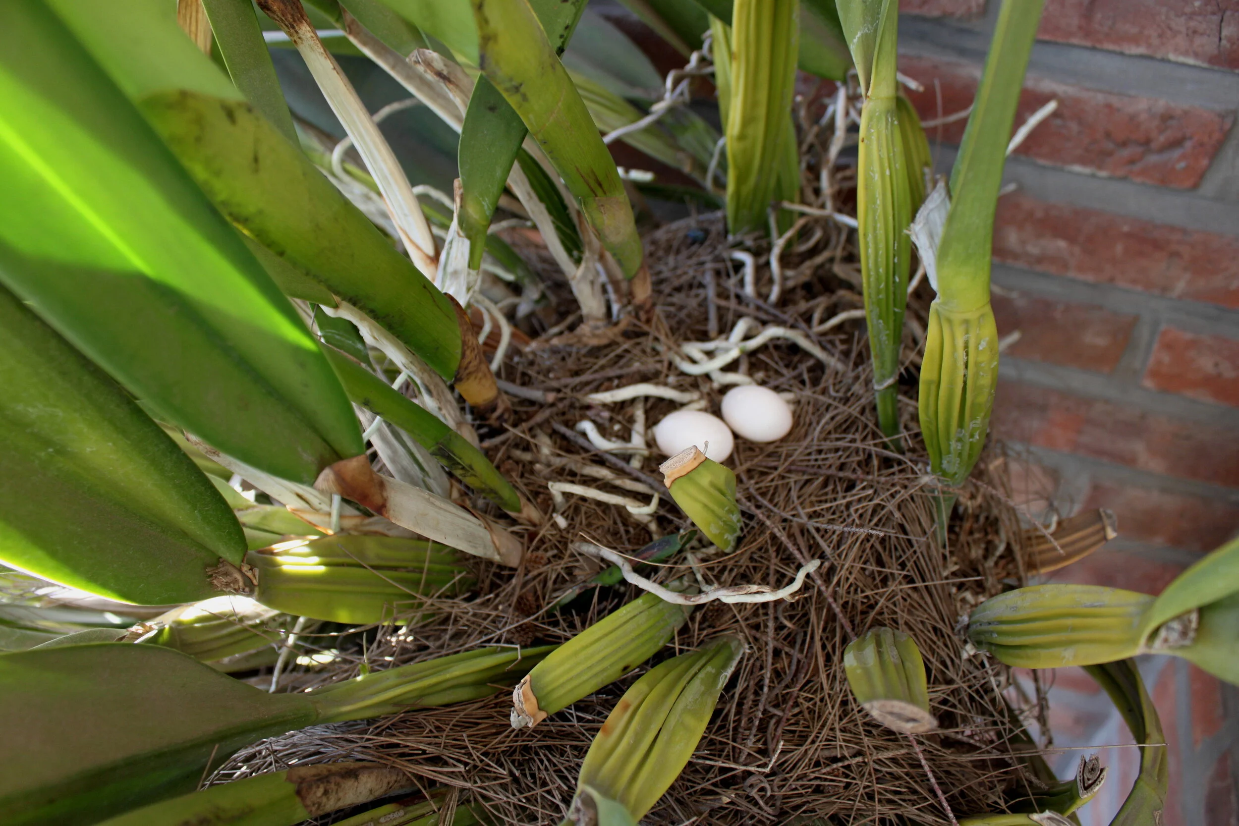 Pigeons nested on orchid plant.JPG