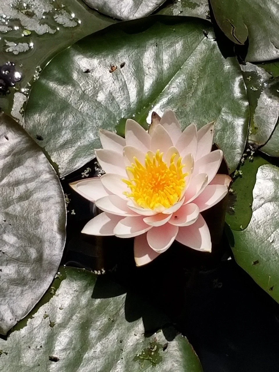 Soft pink lotus flower floating on green lily pads, symbolizing transformation, self growth, and navigating life transitions.