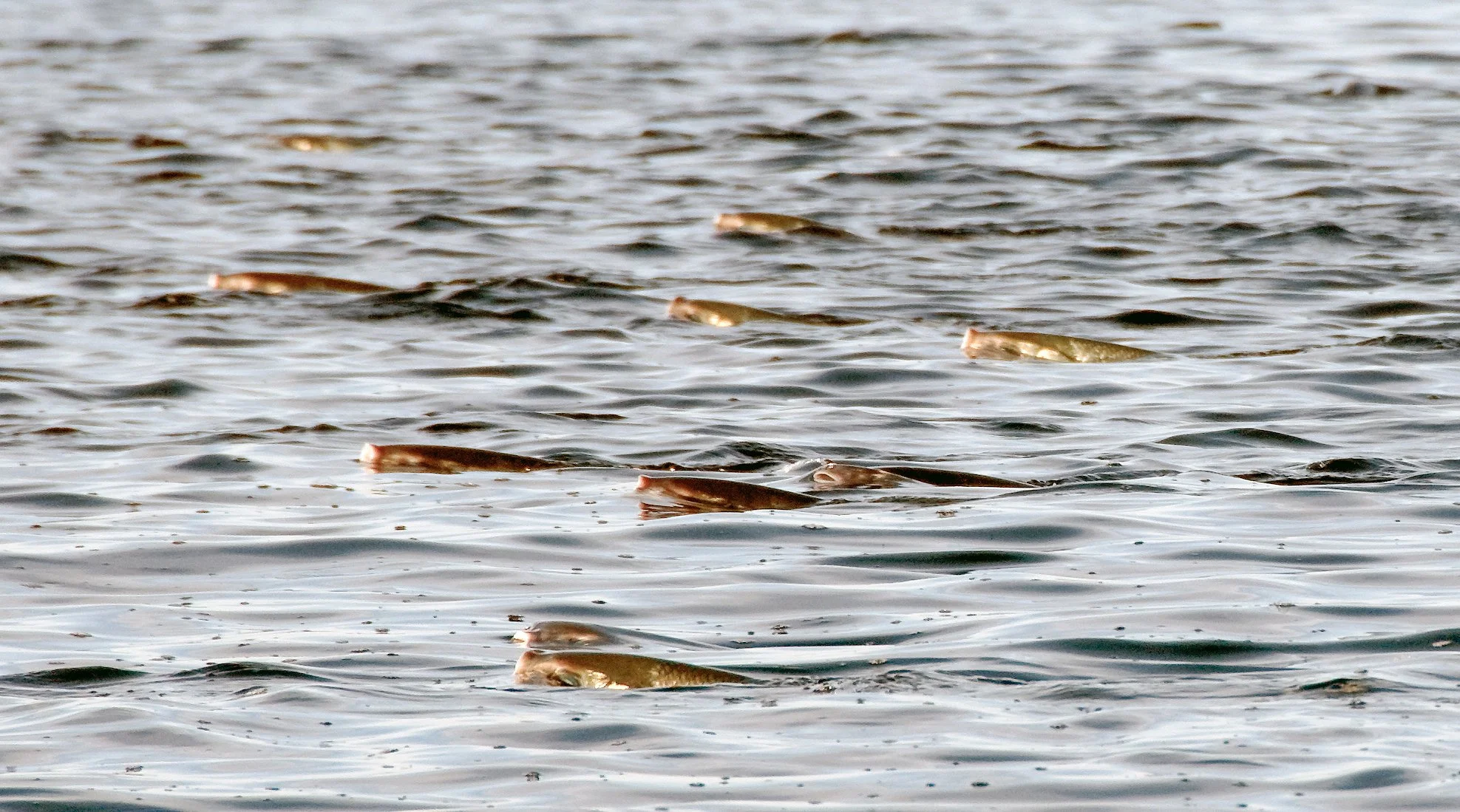 seychelles-providence-atoll-flyfish-milkfish.jpg