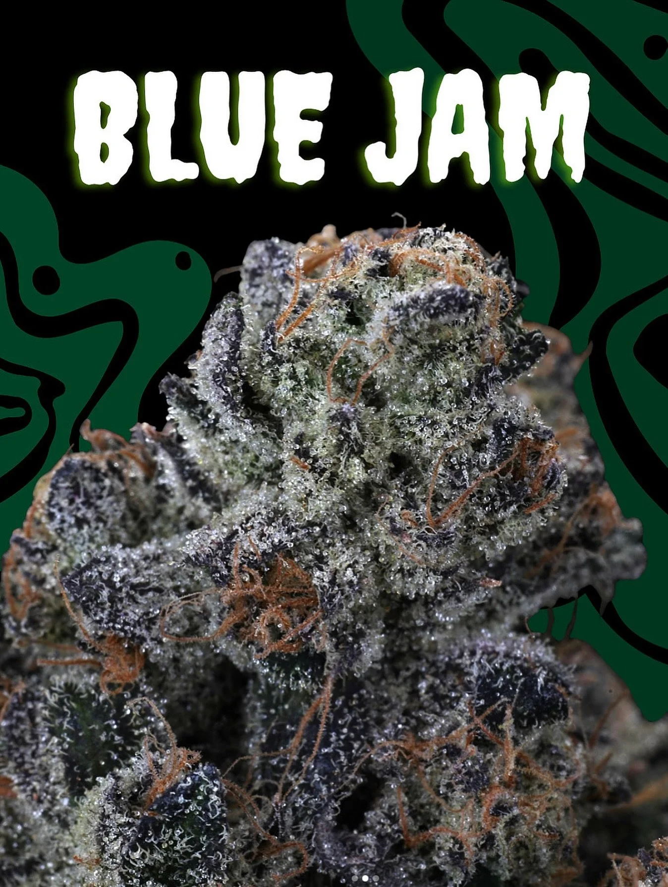 October seems like the perfect time to go over one of our favorite Candy Strains 🍬

Blue Jam
By @midnightfruitco 

Terpenes:
Myrcene, Limonene, Pinene

Aroma / Nose:
Blue jam with layers of sweet berry, citrus zest, and melon. Gasy and slightly flor