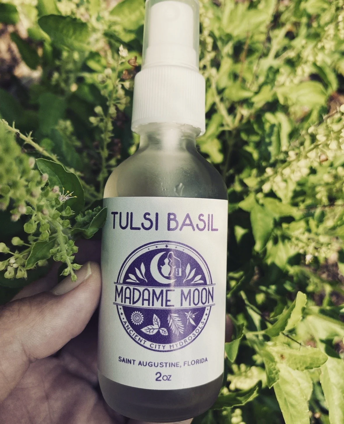 Tulsi Basil