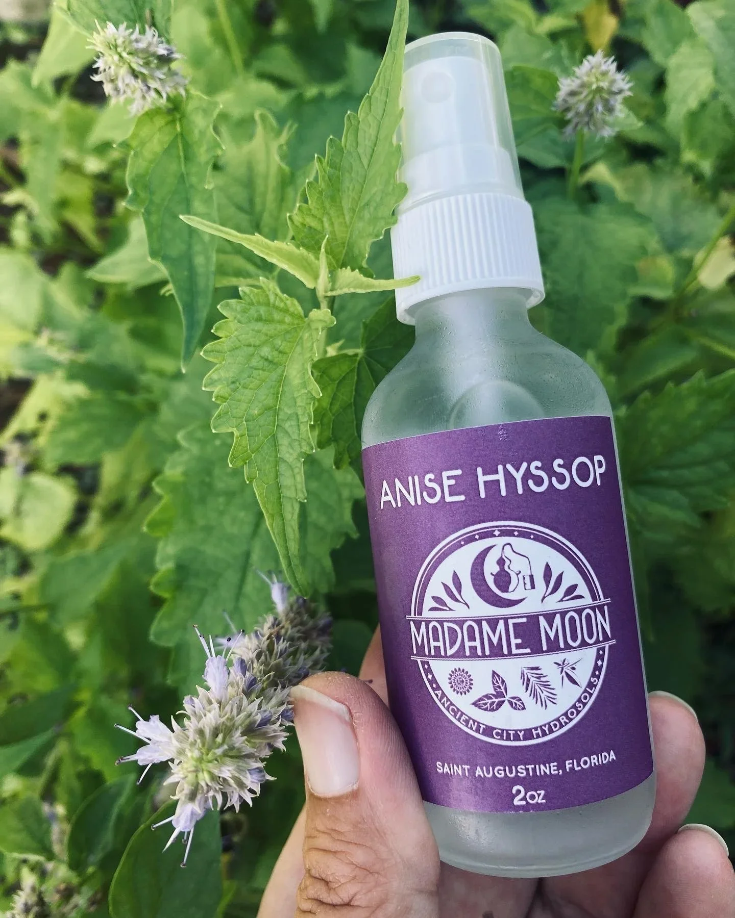 Anise Hyssop