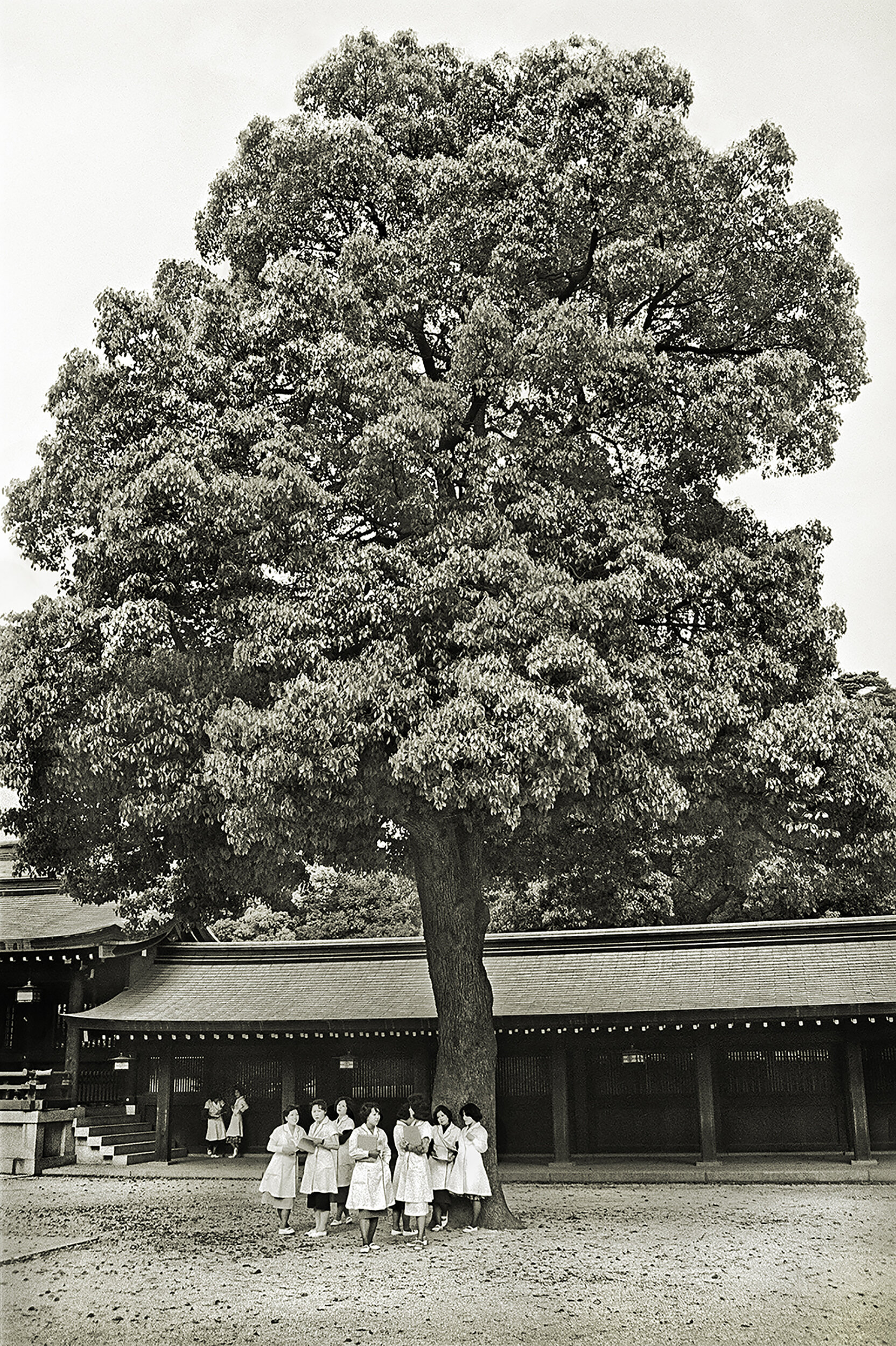 Cosmetics girls taking shade, Meiji Shrine, Tokyo, May 1976.