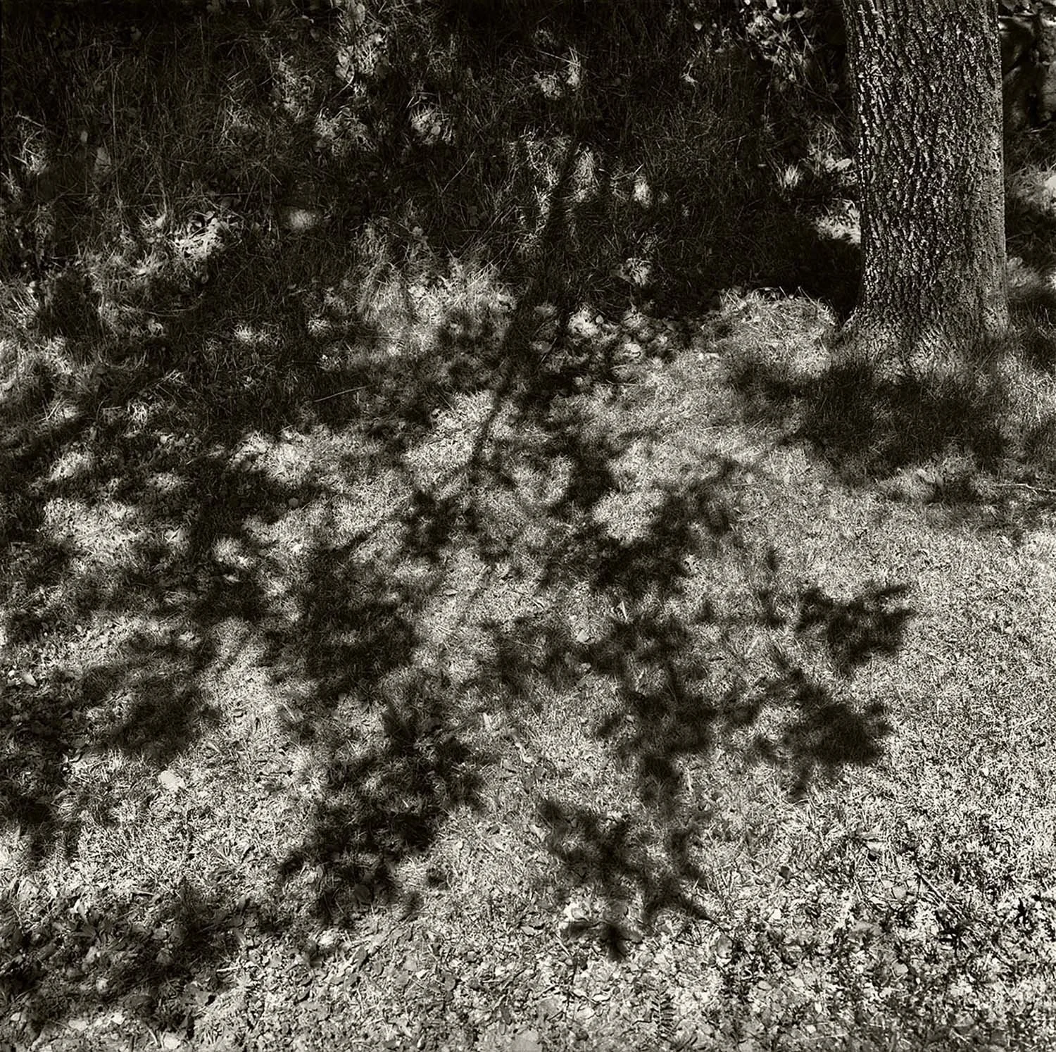 Canopy Shadow, Goat Hill, 2011.