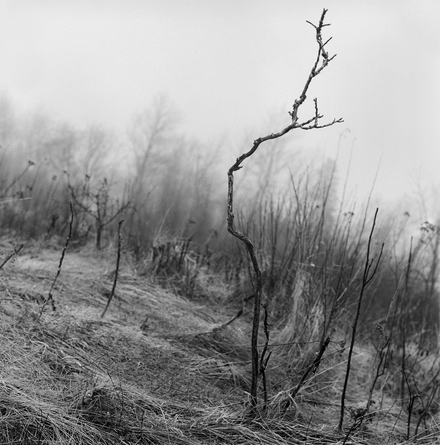 Solitary, Goat Hill, Duluth, 2011.