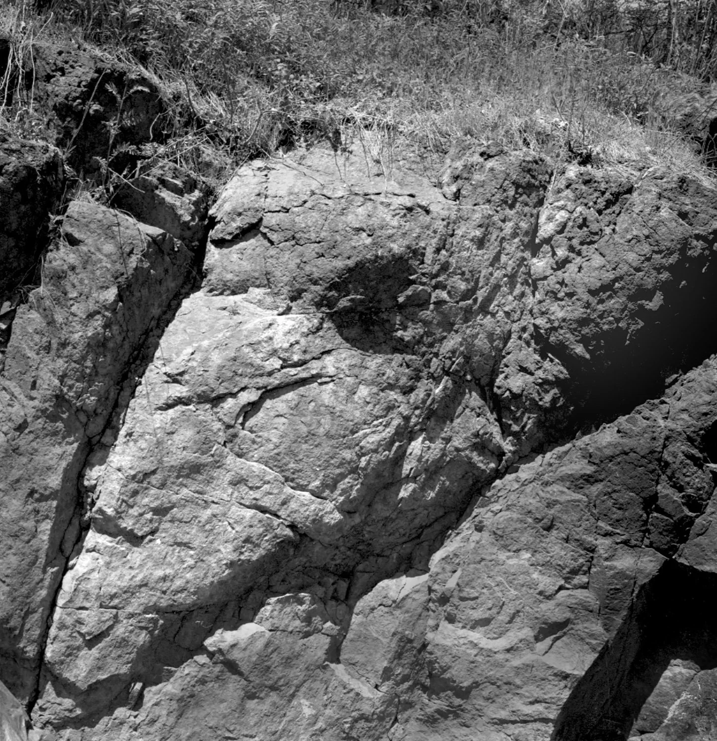 Elephant, Goat Hill, 2011.