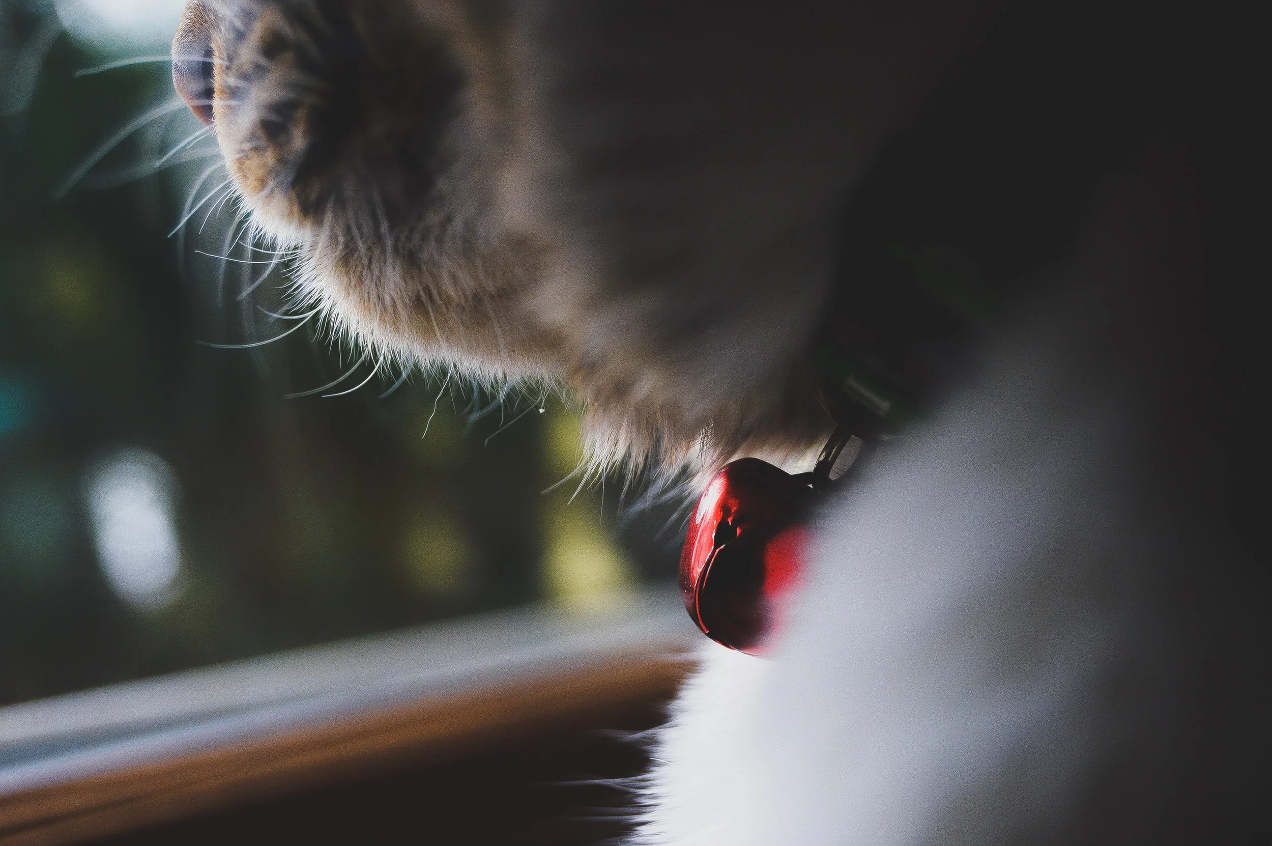 The Bell Cats