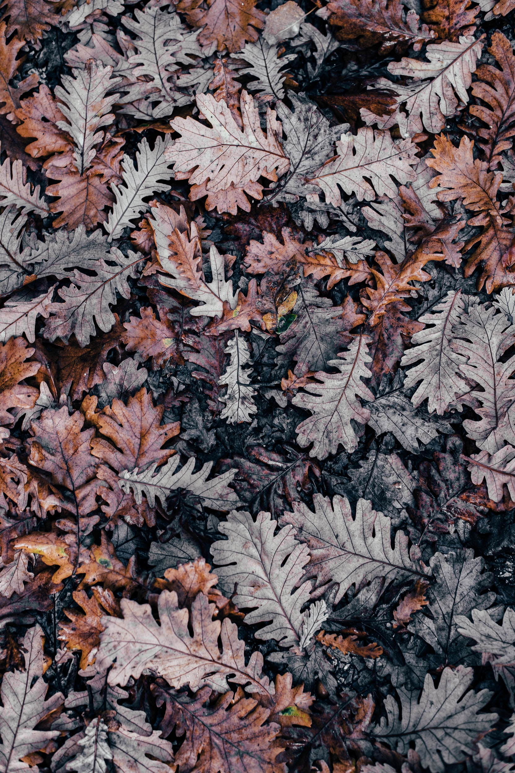 Chilled Metamorphosis