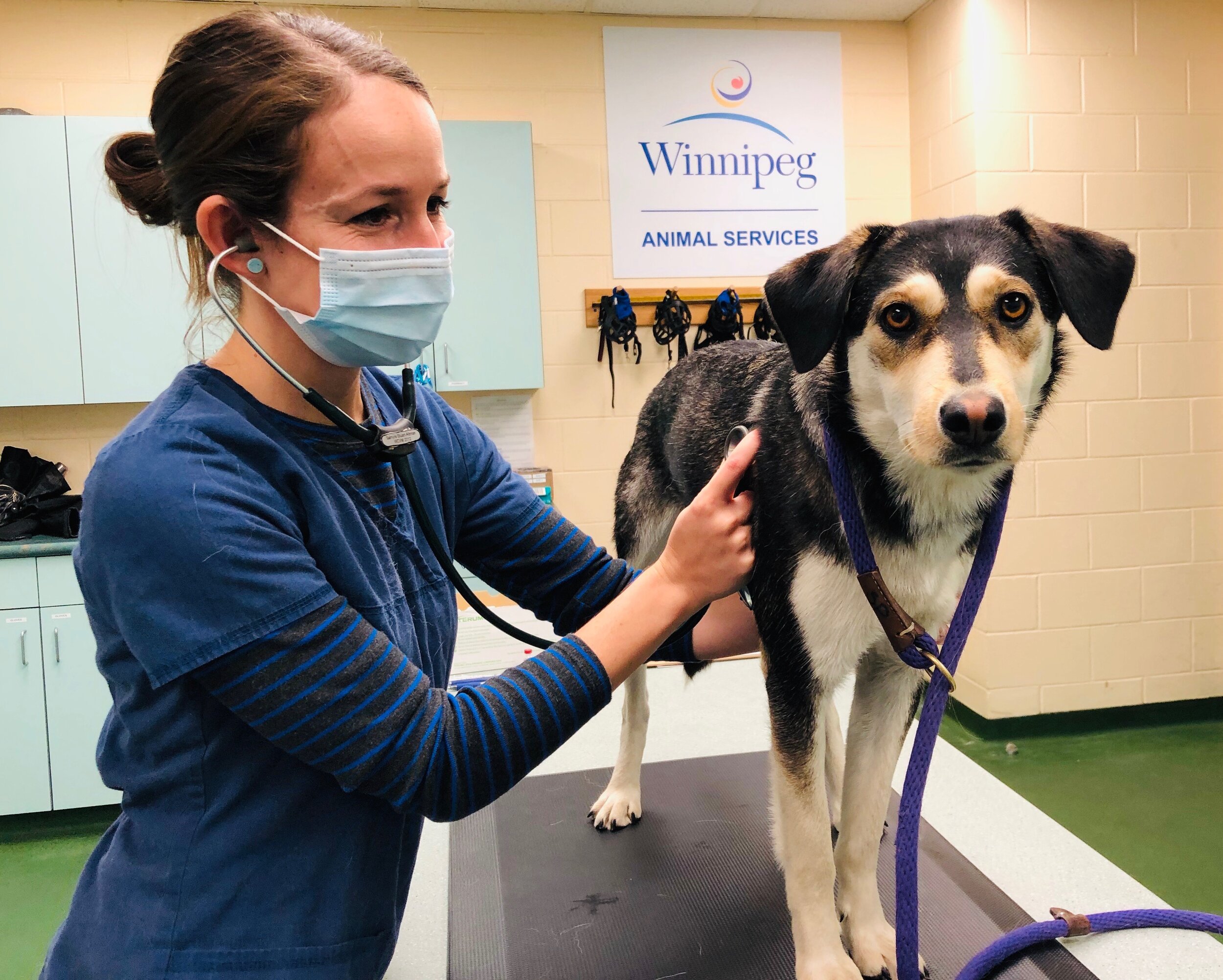 Winnipeg Animal Services — The Tiny Vet Chronicles with Dr. Samyra