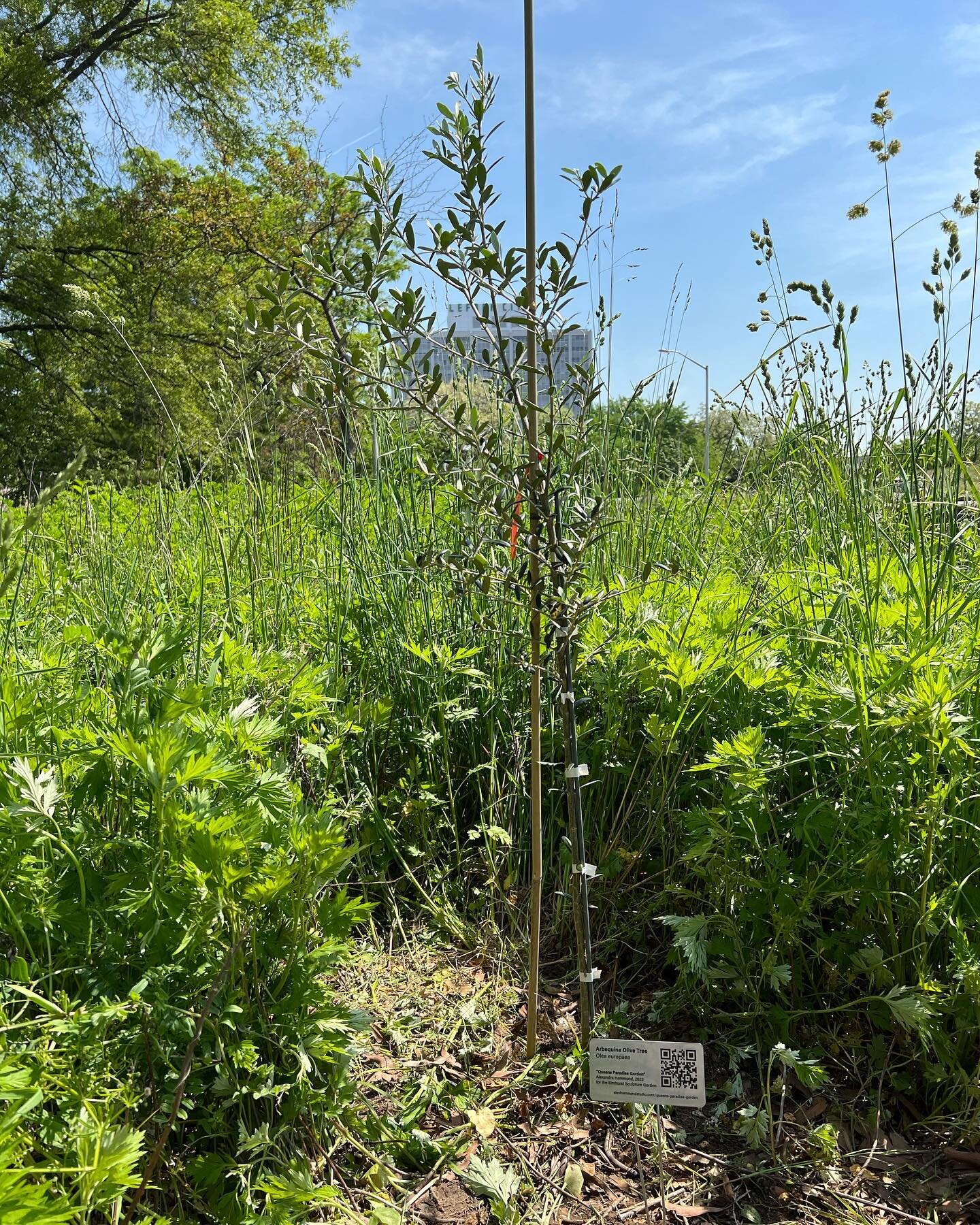 &ldquo;Everly Object that is loved forms the center of a paradise.&rdquo; 🌼🫒🕊️-- William Blake

I planted this olive tree at the Elmhurst Sculpture Garden to contribute to the community of plants, animals, people and objects that exist in this pla