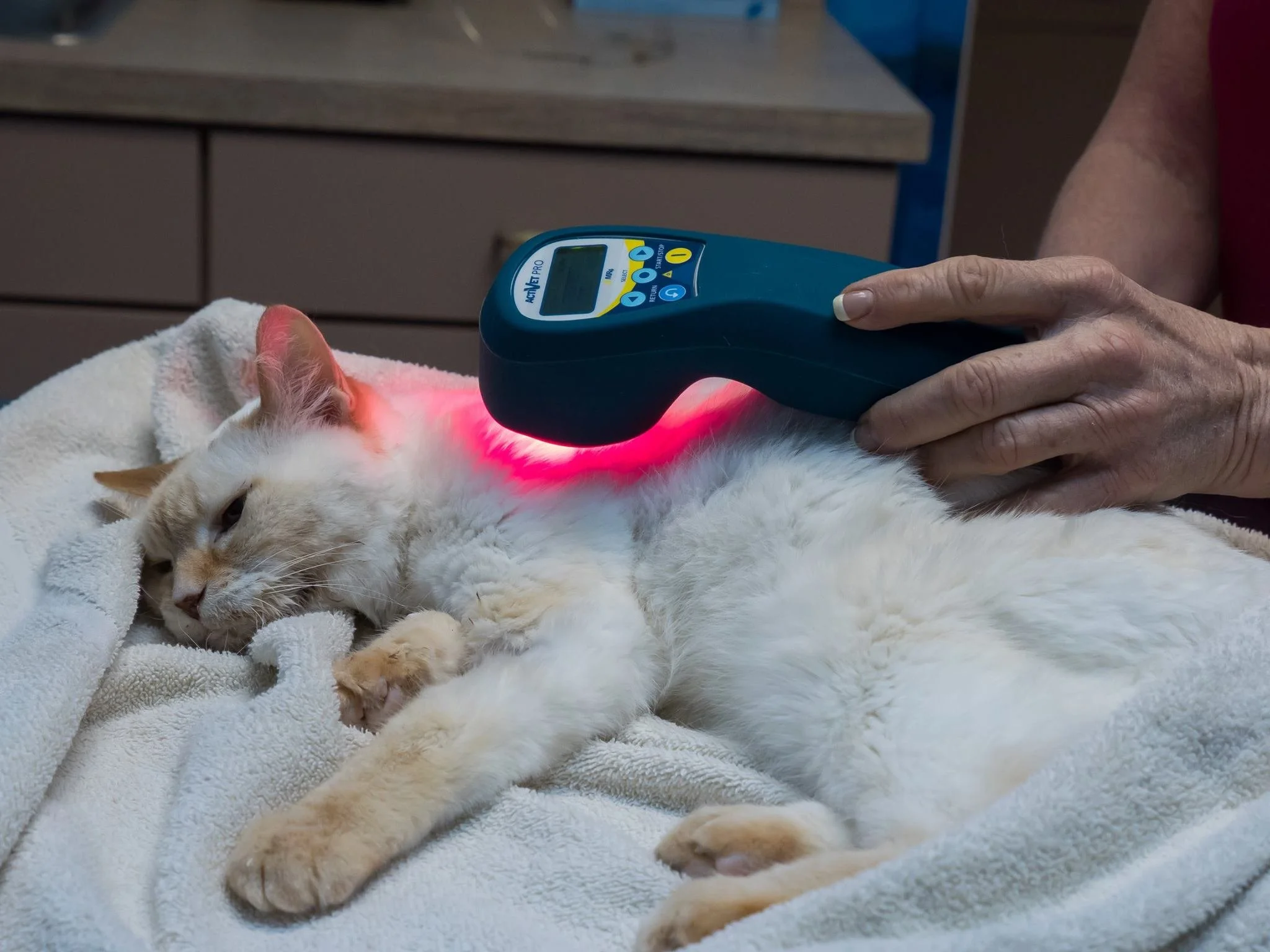 ACTIVet_PRO_cat_3.jpe