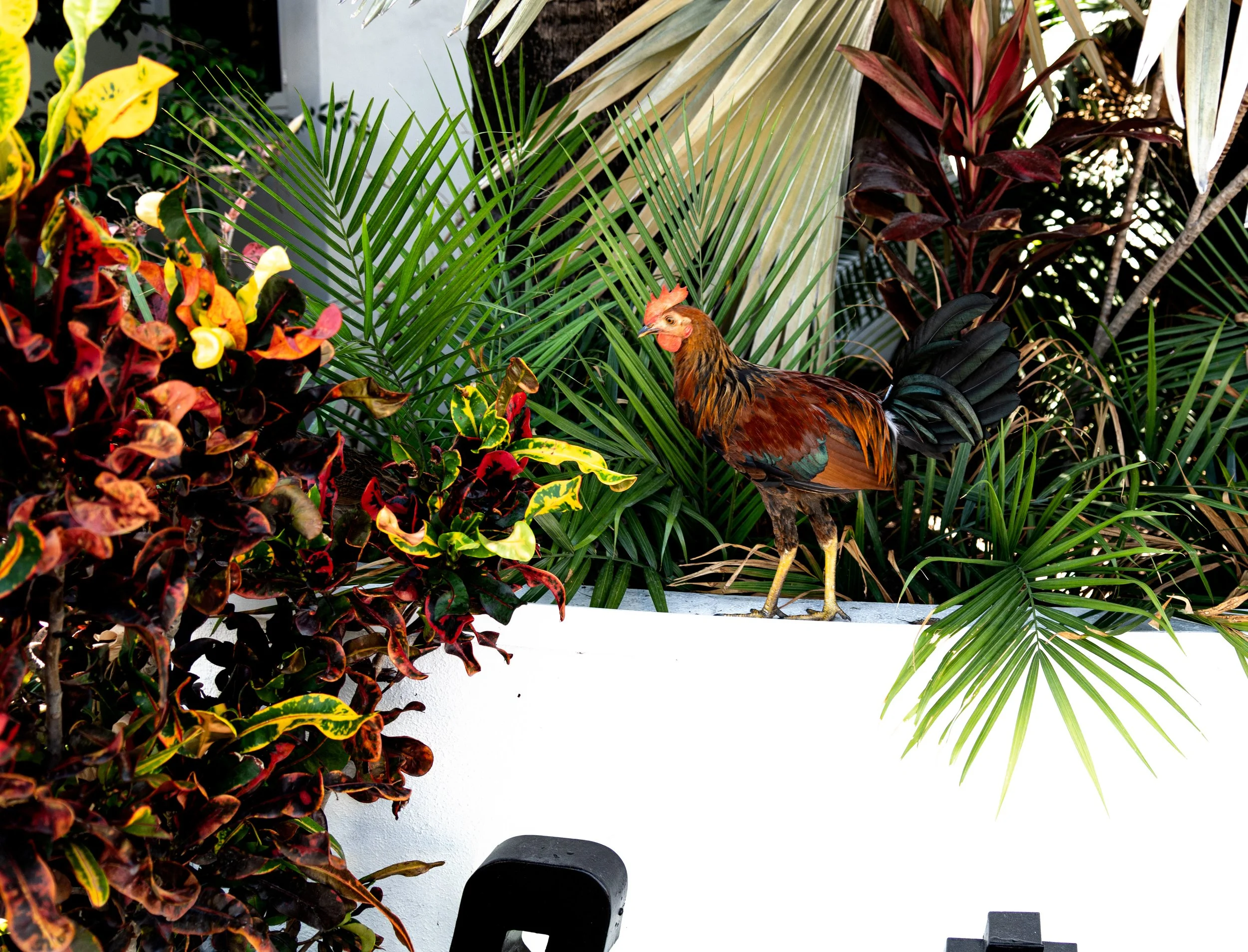 Key West Day