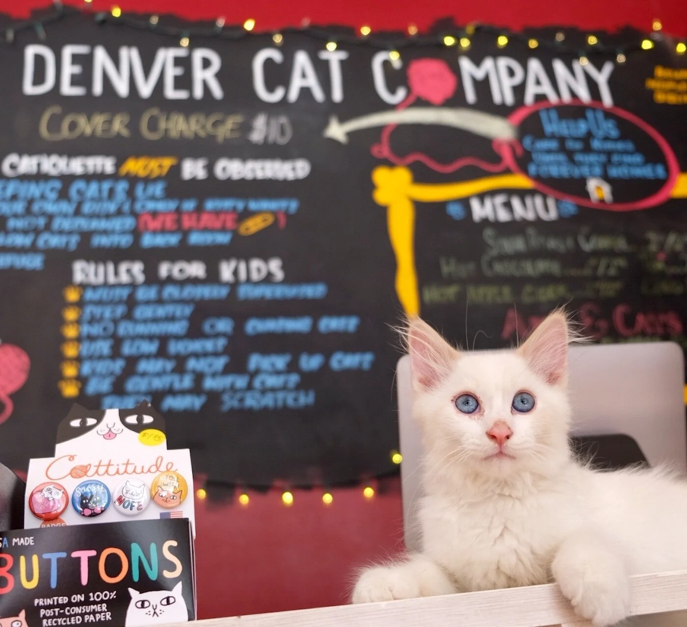 Adopt — Denver Cat Rescue Adopt — Denver Cat Rescue