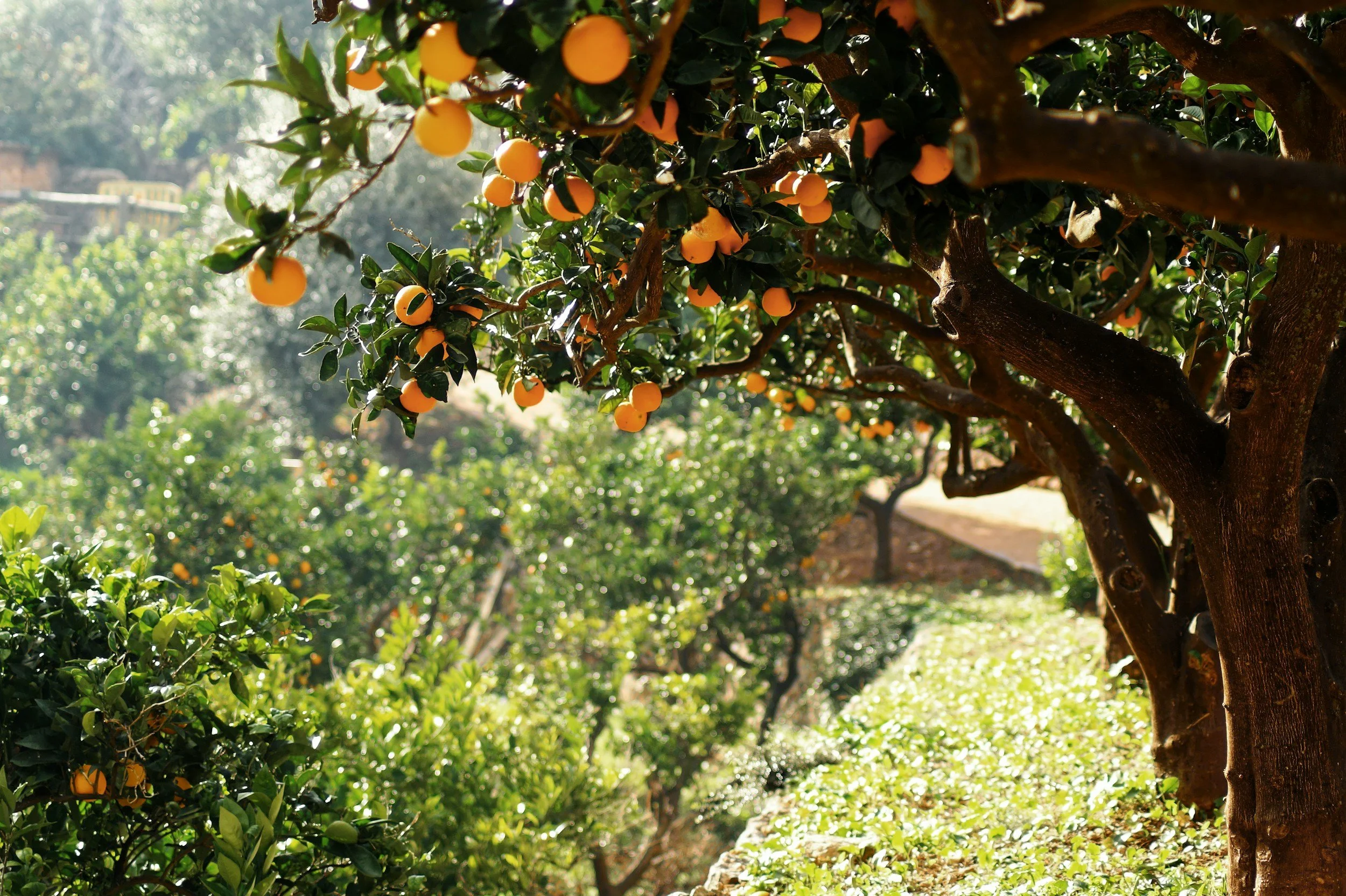 The Fruit Takes on the Nature of the Root
