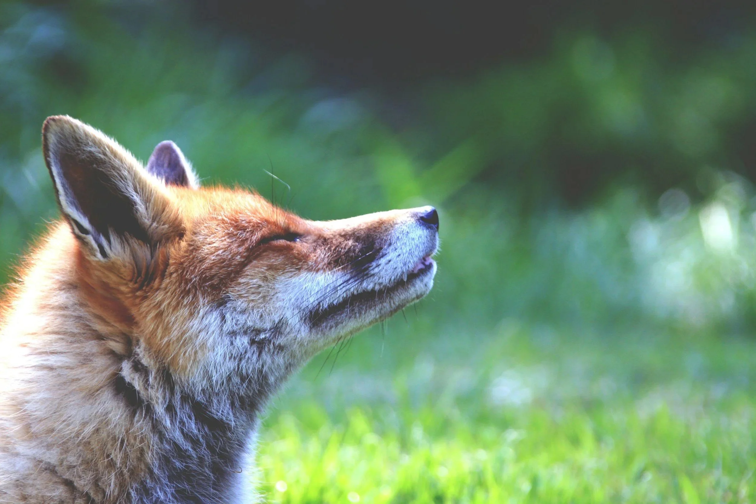 Your Nose Knows More Than You Think