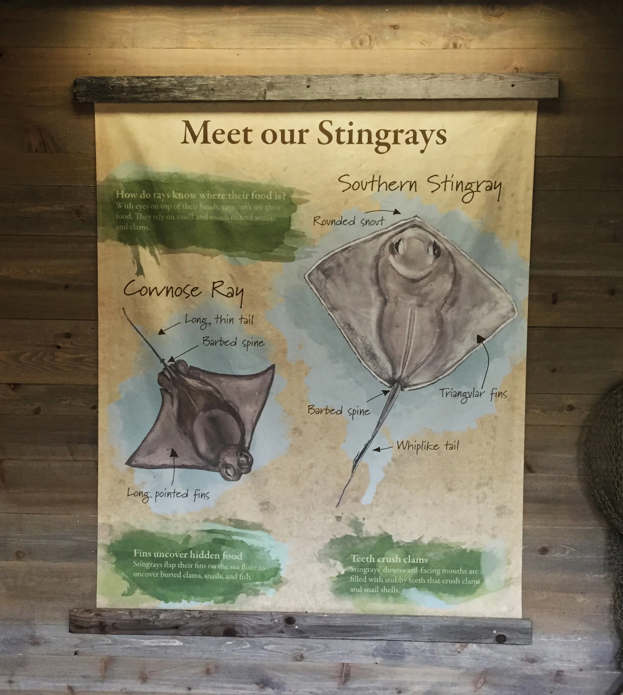 Stingray Bay watercolor canvas print