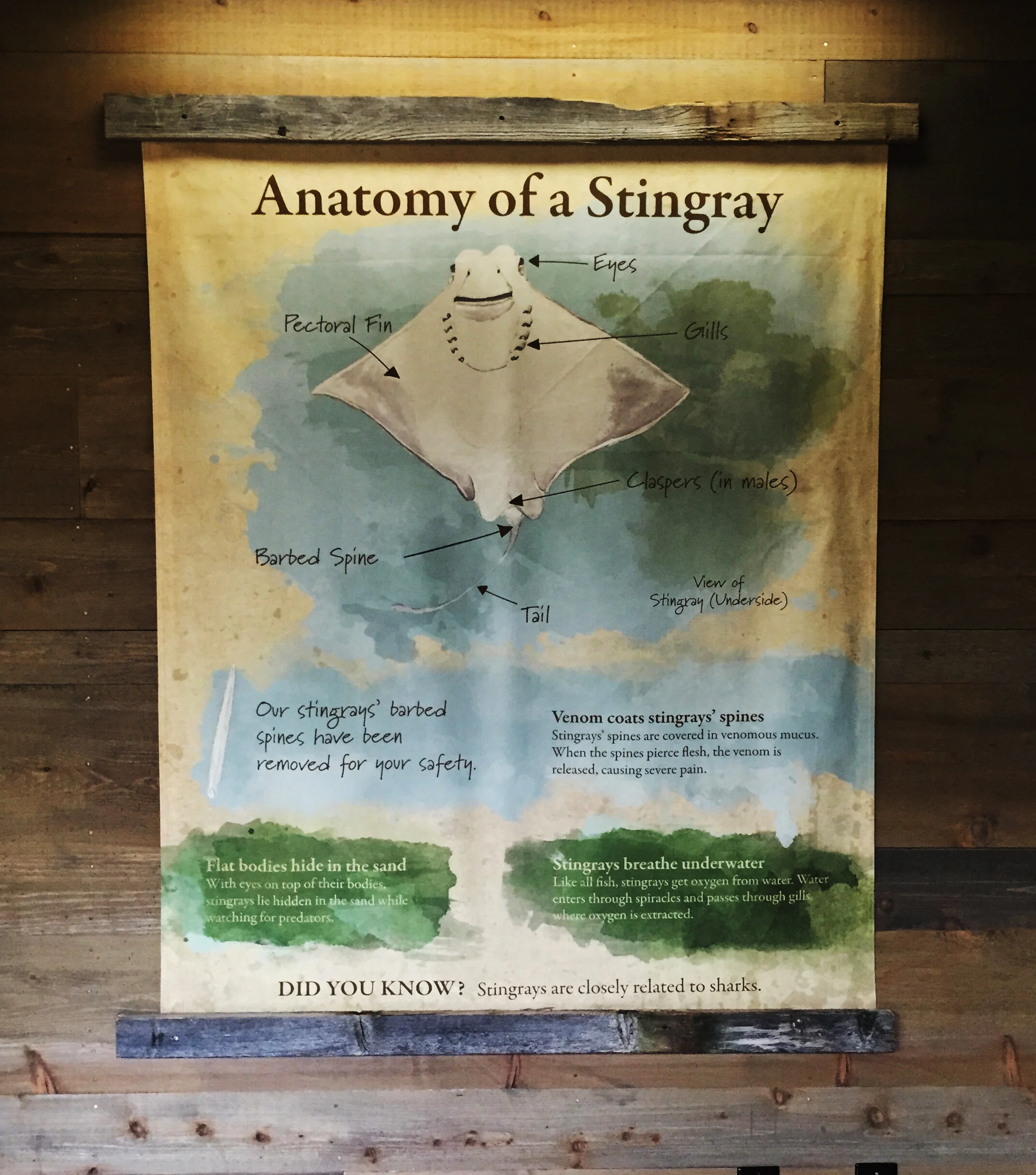 Stingray Bay watercolor canvas print