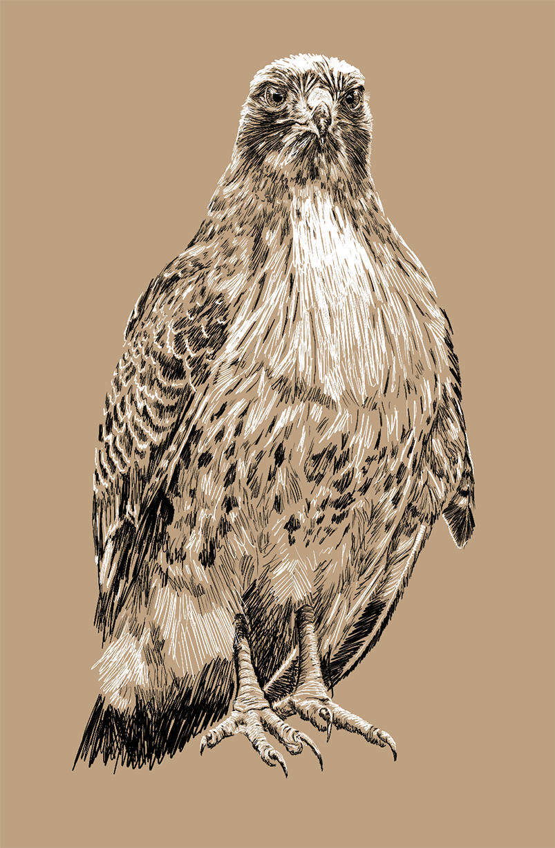 Red-tailed hawk
