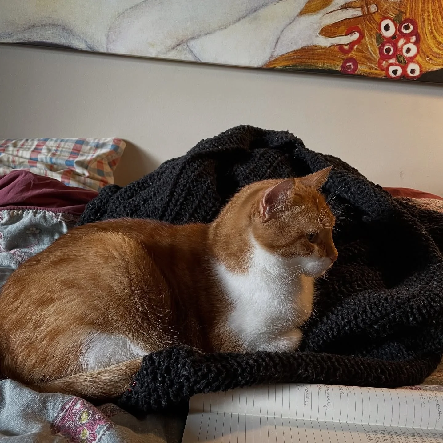 Most handsome knitting supervisor 🐈