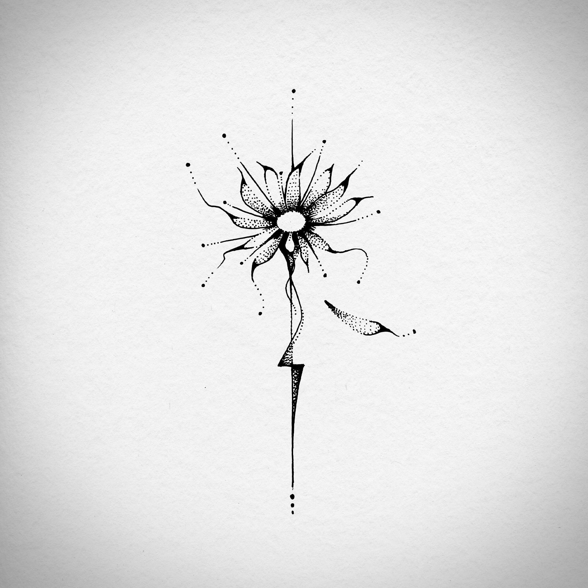 wild_daisy.jpg