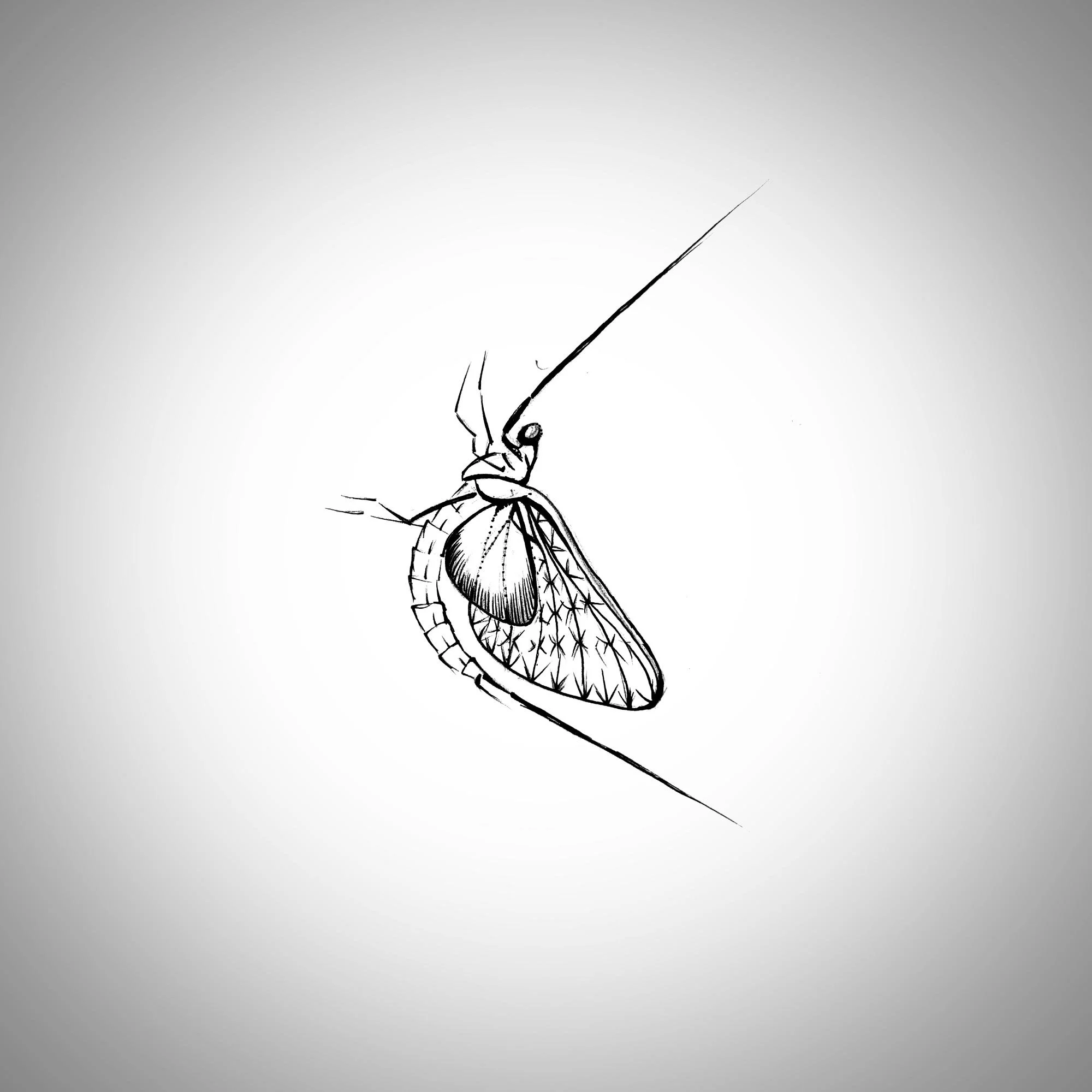 salmonfly.jpg