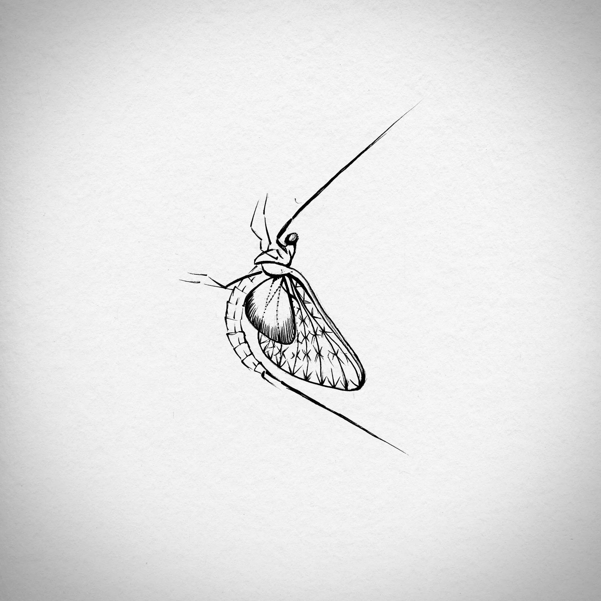 salmonfly.jpg