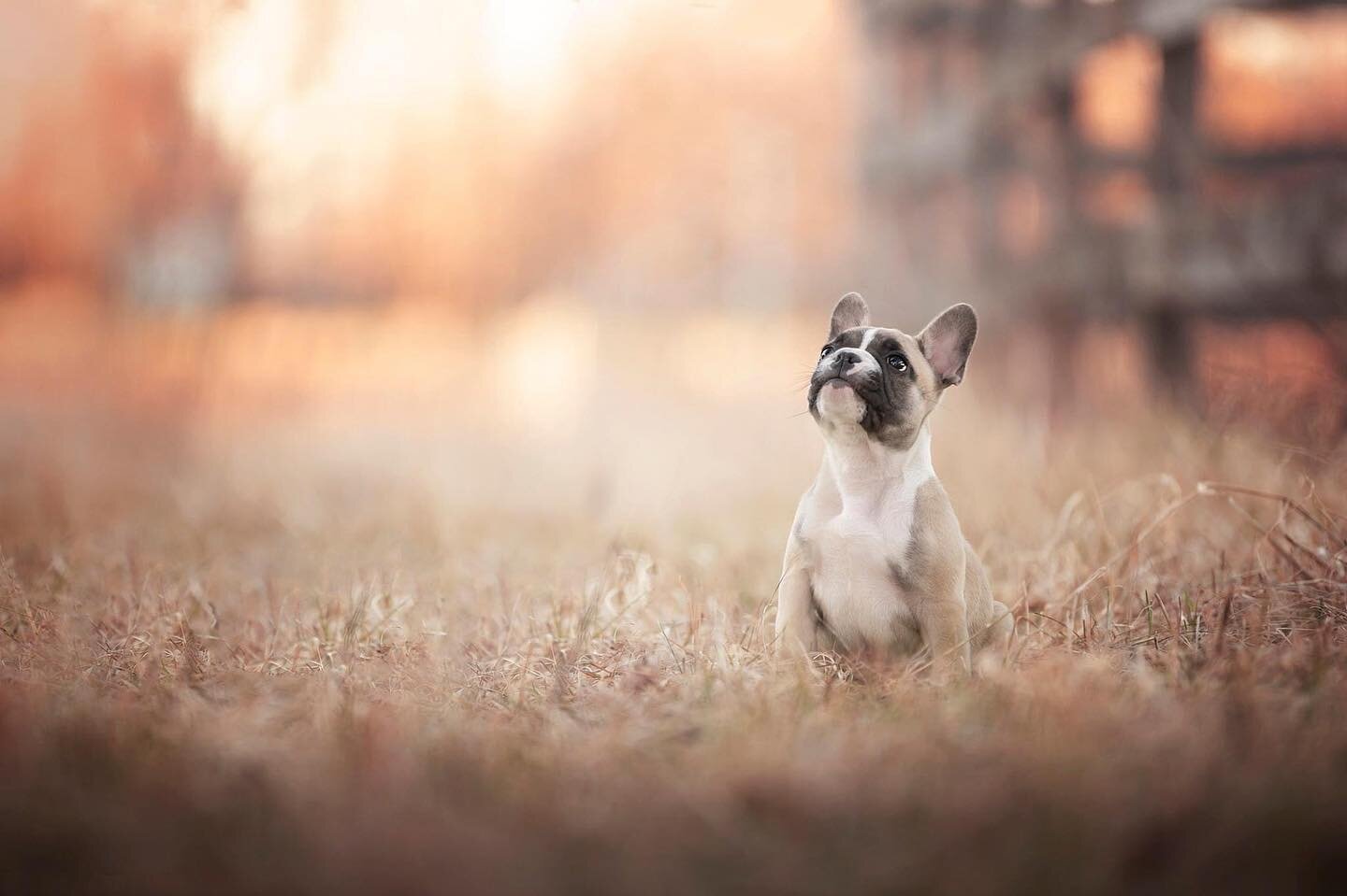 I&rsquo;ve been quiet on social media lately and boy have I been busy! This year I&rsquo;ve attended a couple of fantastic workshops and learned so many things to help me with my journey of creating dreamy photos of your pets and I&rsquo;m so excited