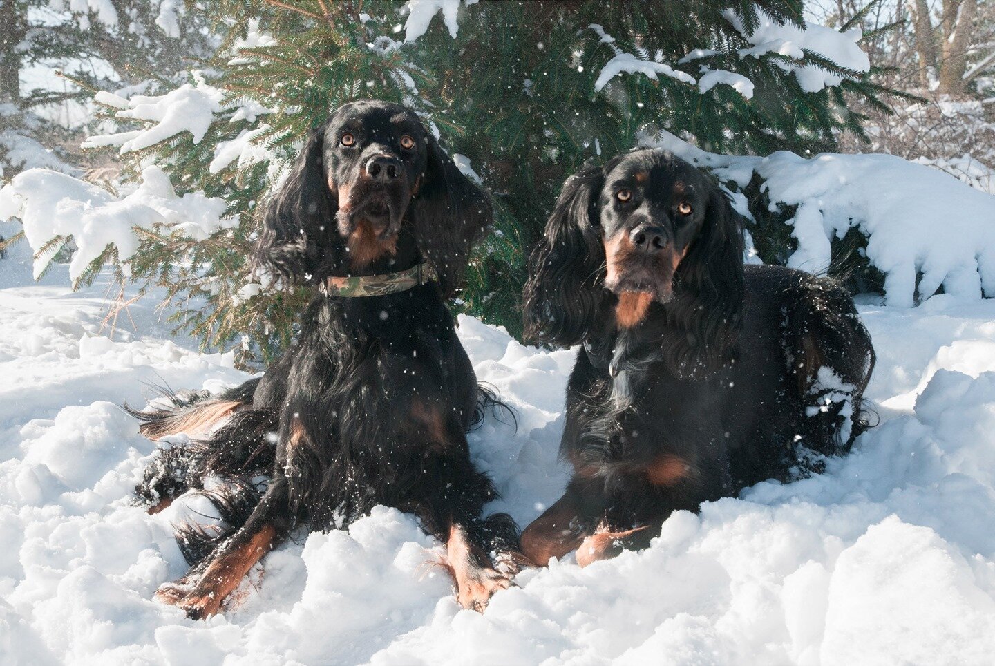 Did you guys see the flurries yesterday? Yikes! It's no secret that winter is my least favorite season. However, I am a sucker for photographing in fresh fallen snow. It's a quiet and still beauty, until the dog comes charging through flinging little