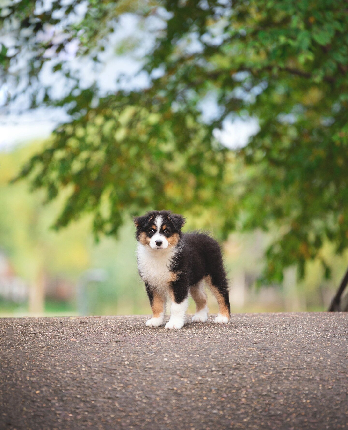 PUPPIES!!! I just had to share another one of my favorites from Zuko's session last month. Isn't he the sweetest? ⁠
⁠
⁠
⁠
⁠
#adventurewithgilly #dogsofinstagram #petphotographer #petportrait #dogphotographer #dogphotography #oshkoshphotographer #wisc