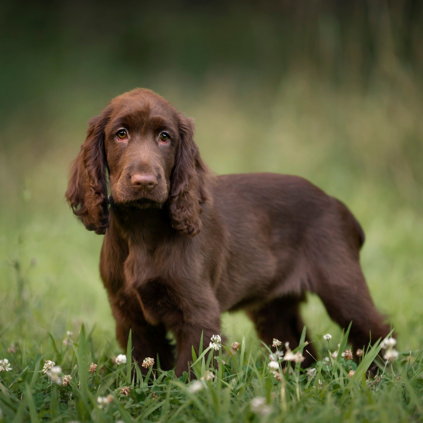 Nothing like sweet puppy eyes to help boost your Monday morning mood. Isn't she a doll? Sweet Calla did so great during our session and had lots of fun exploring a new place!⁠
⁠
#dogphotographer #petphotographer #dogsofinstagram #dogphoto #petportrai