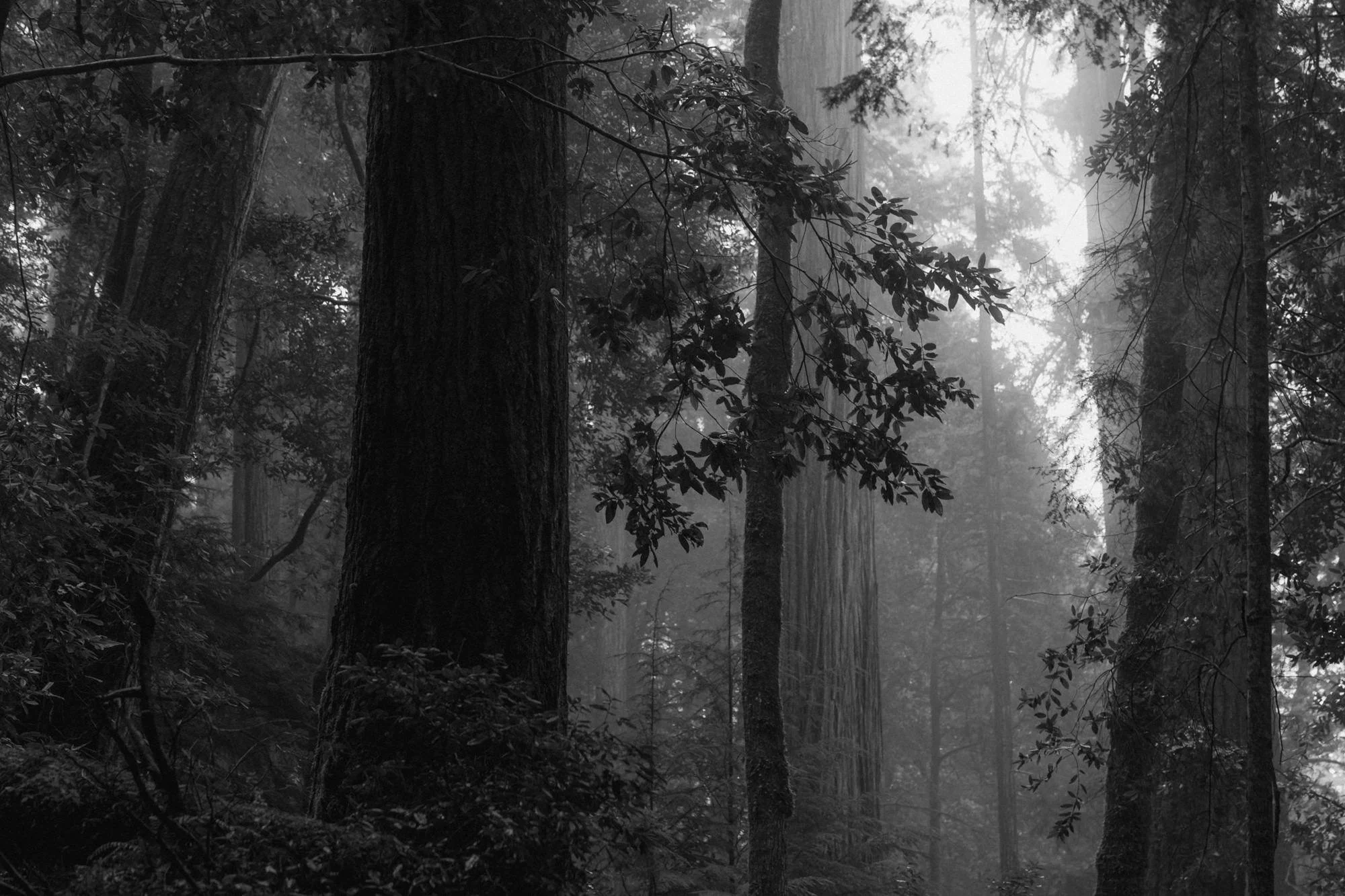 A foggy forest scene with tall trees and dense foliage, with limited visibility due to the mist.