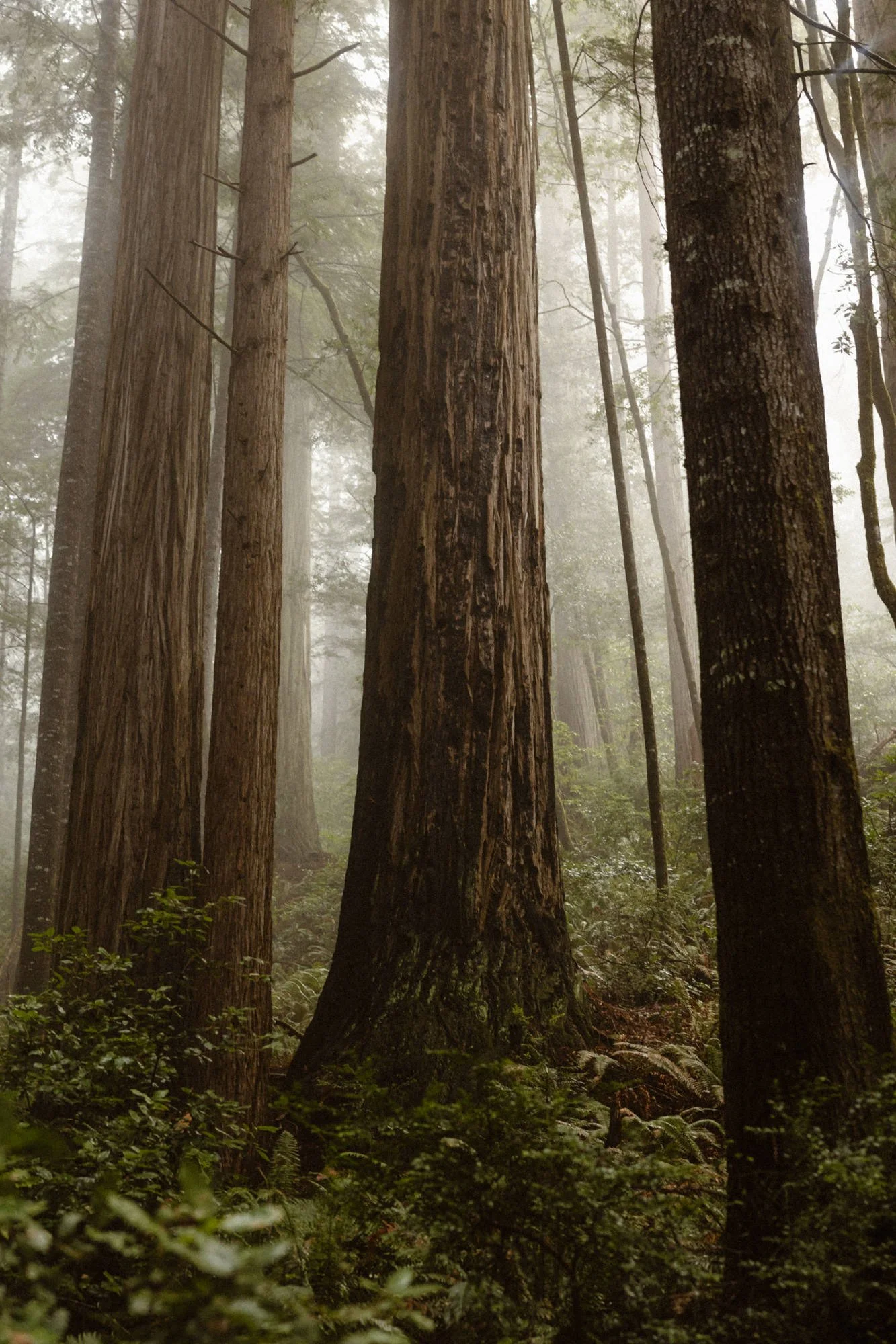 Tall redwood trees in a foggy forest with lush green undergrowth.