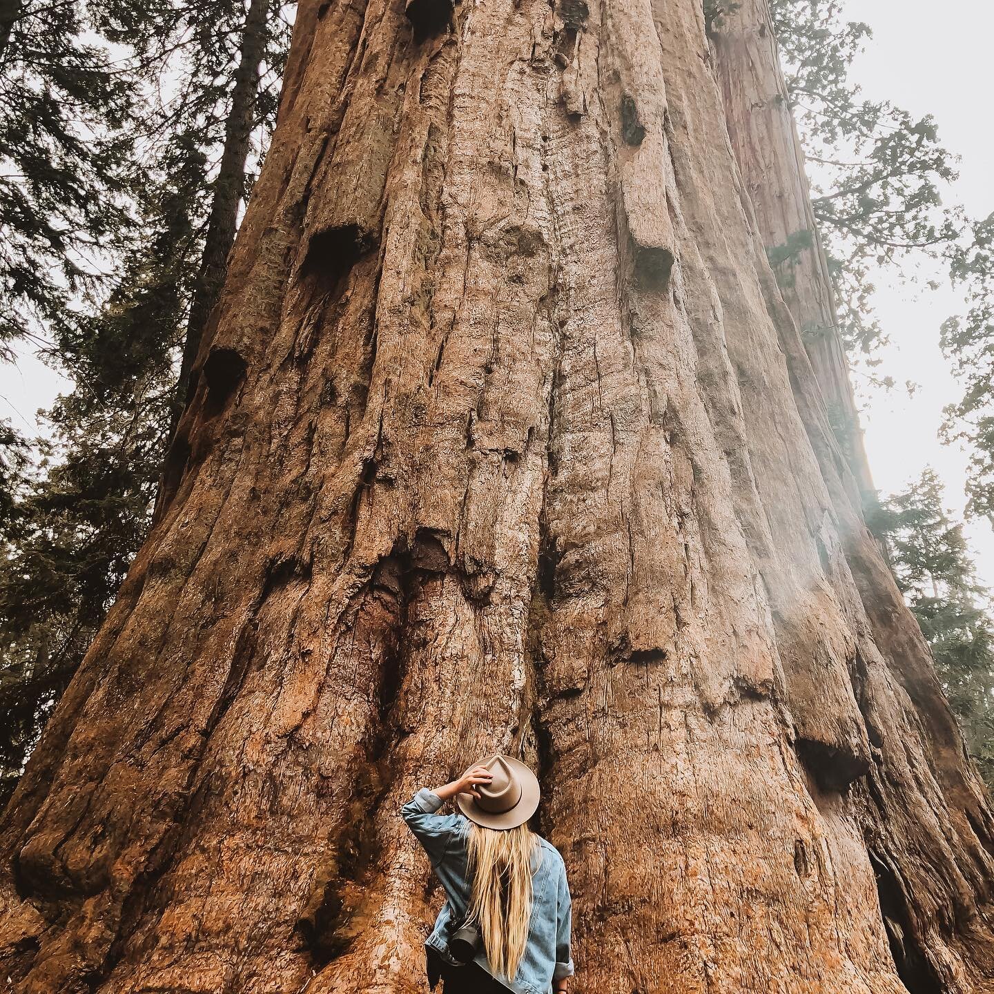 Currently making a Redwood National Park Location List for one of my couples 🌲

These big, beautiful trees really blow my mind. They remind you of how small you &amp; your problems really are. Such a special &amp; unique experience to see these beas