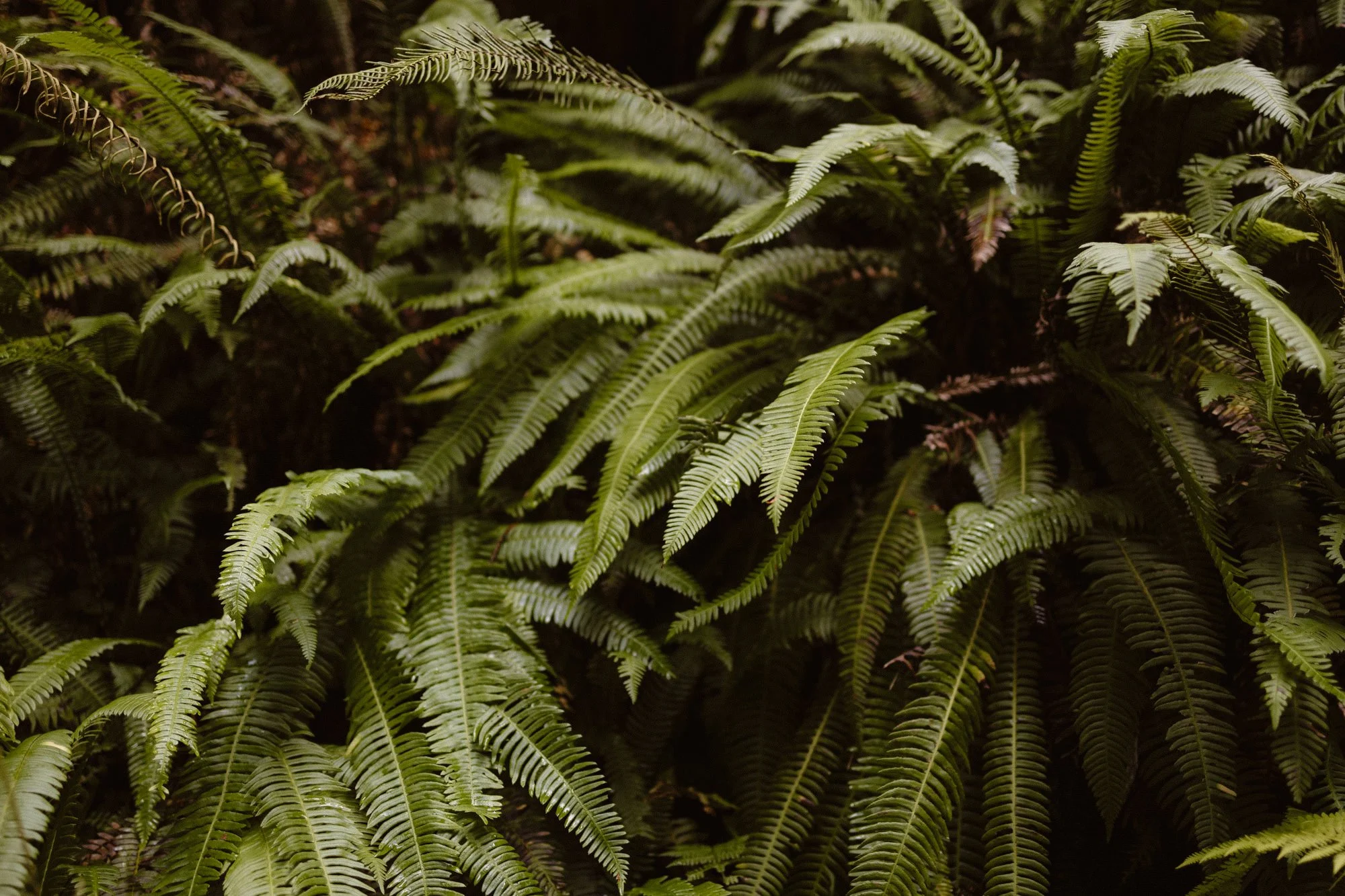 Lush green fern plants growing densely in a shady forest environment.