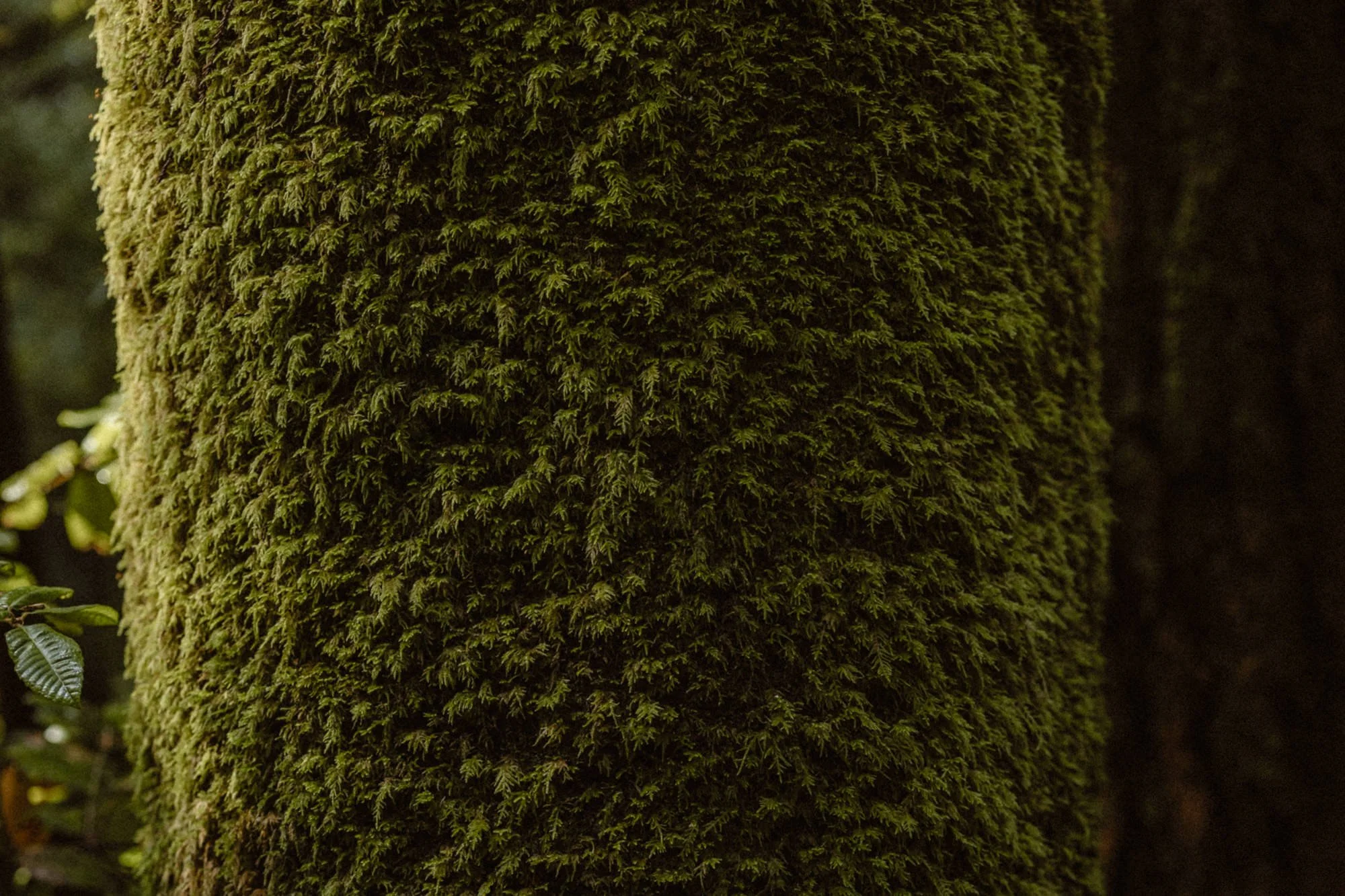 Close-up of a moss-covered tree trunk in a forest.