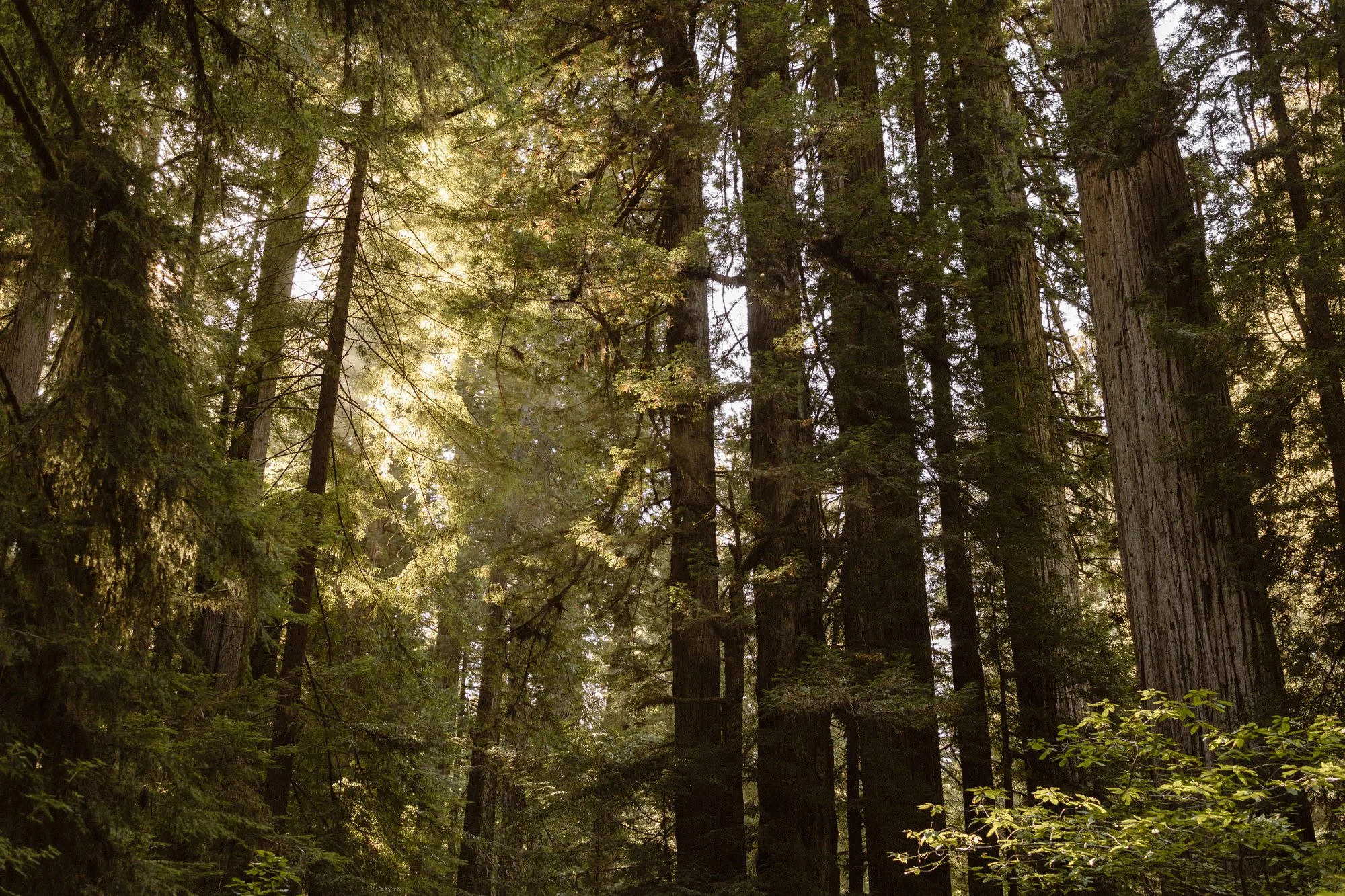 Tall redwood trees in a lush forest with sunlight filtering through the leaves.
