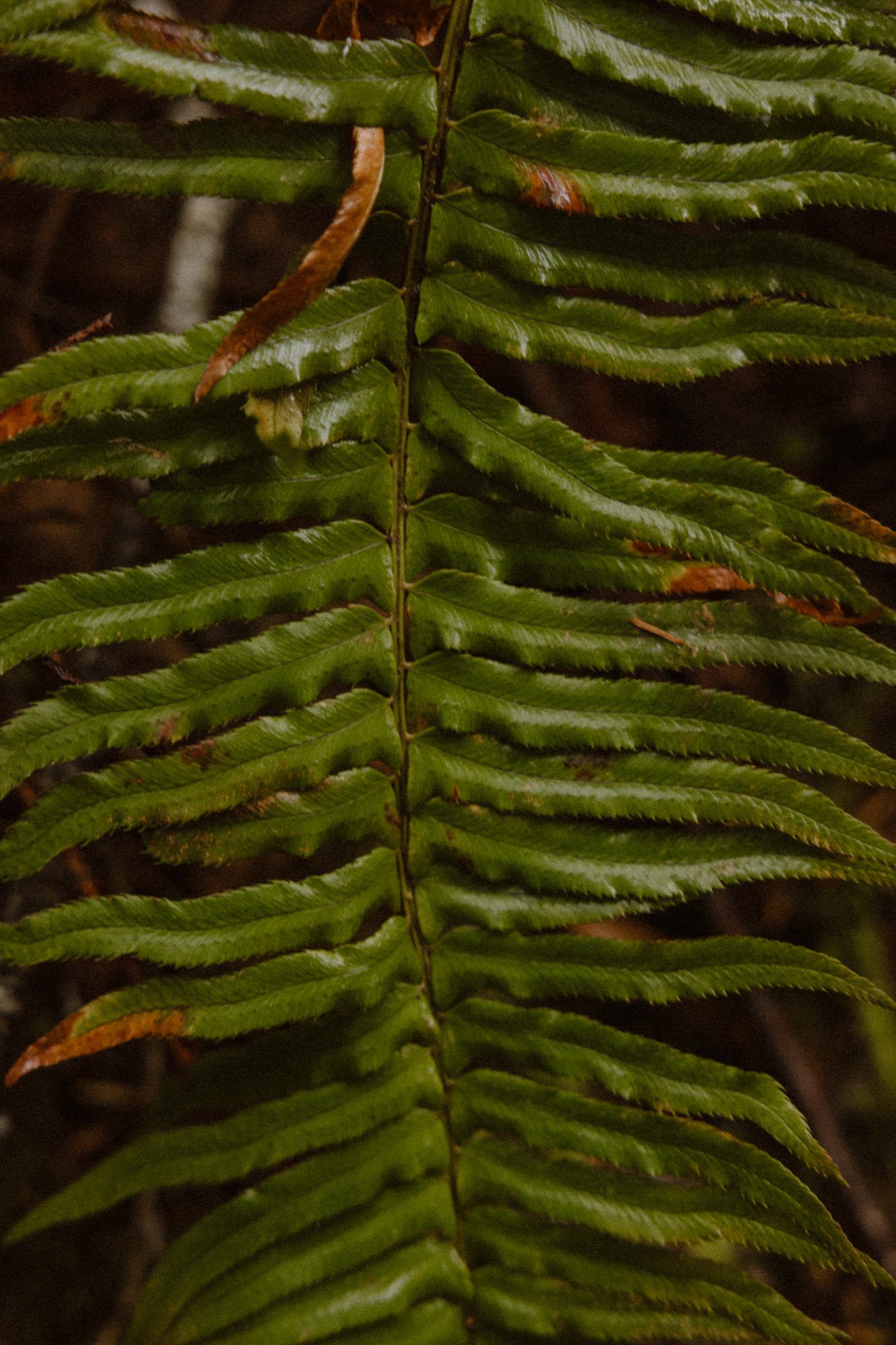 Close-up of green fern leaves with some brown edges, arranged along a central stem.