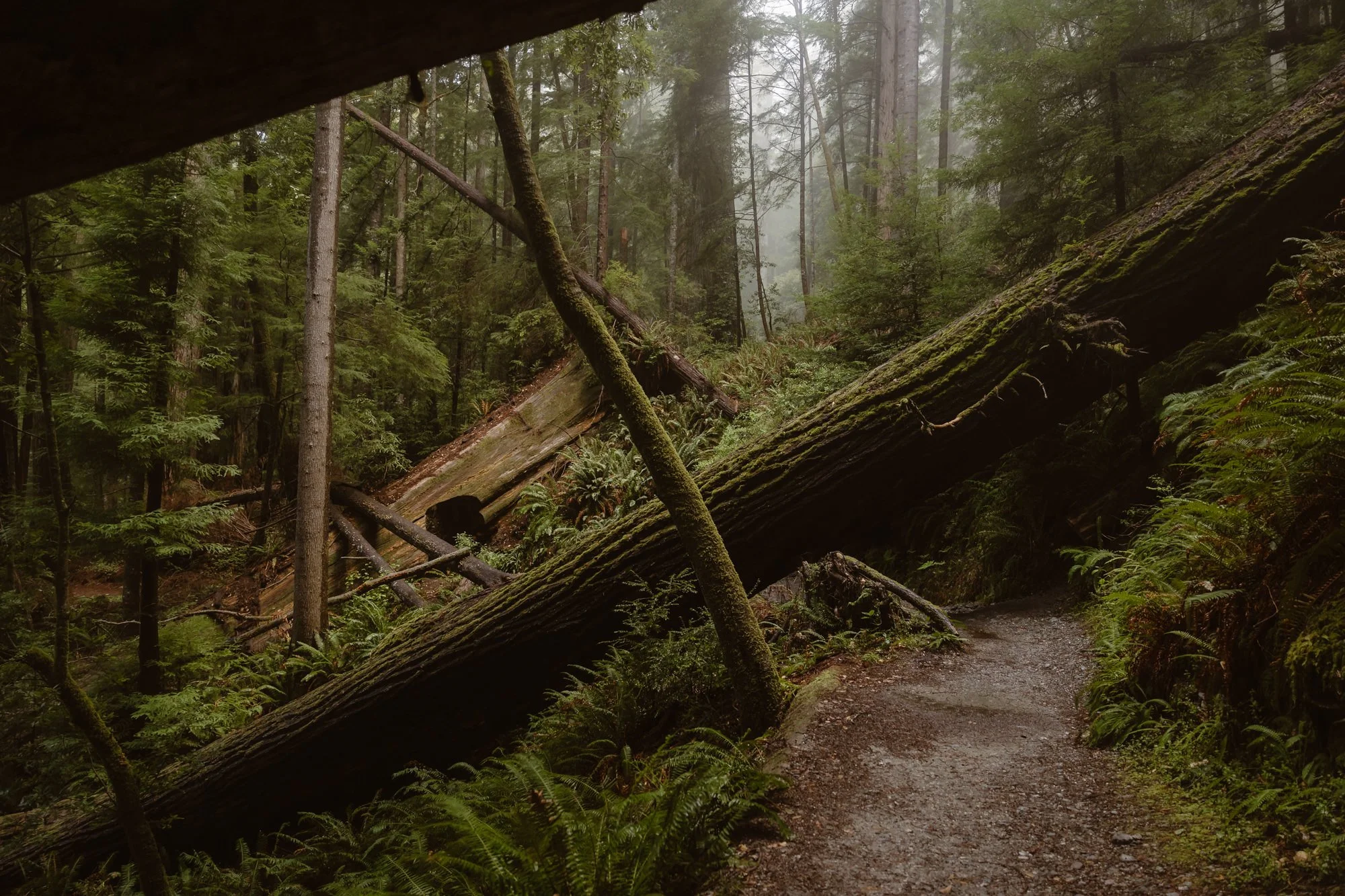 Fallen trees and dense green forest with mist, view of a dirt trail through the woods.