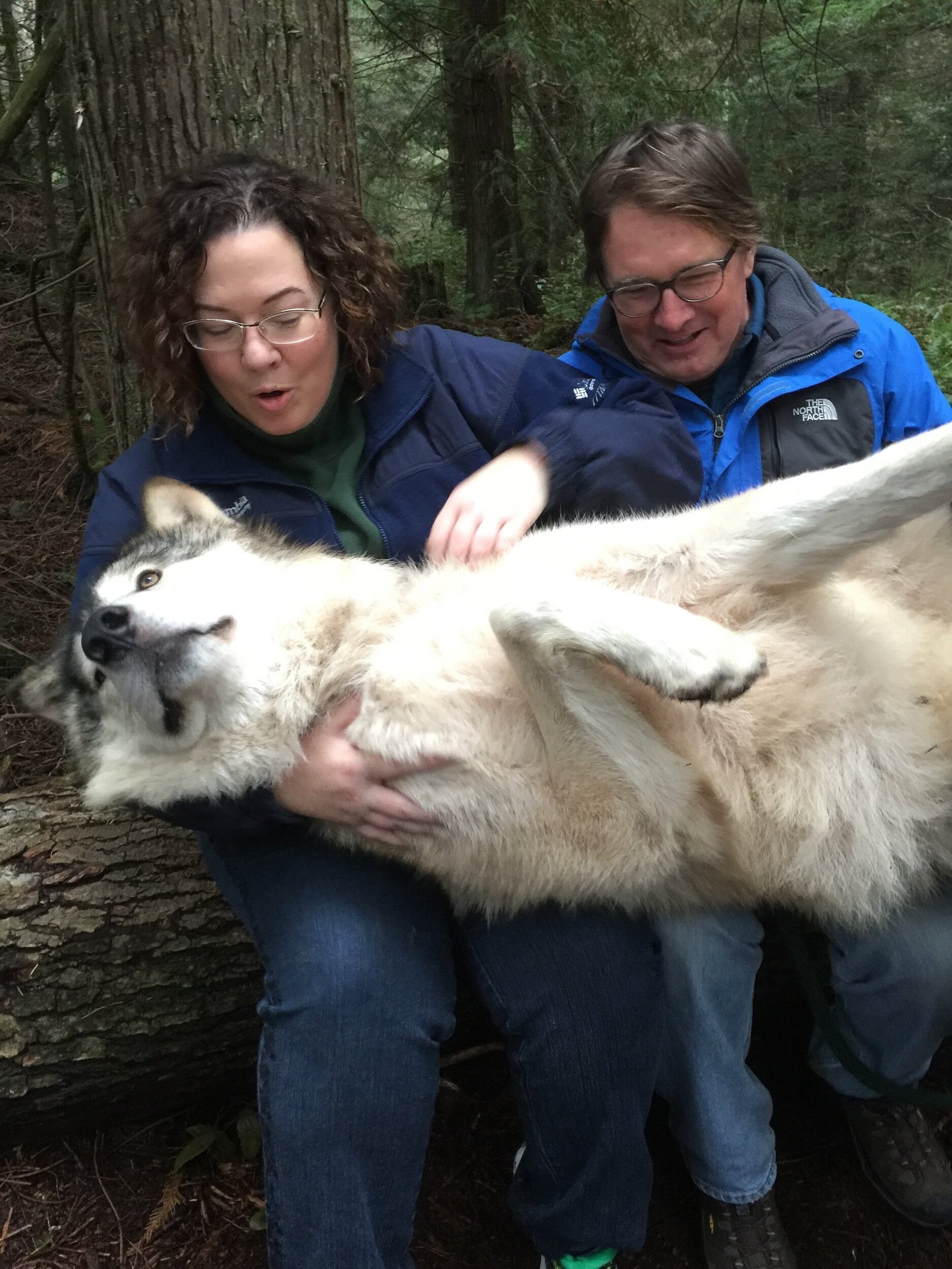 wolf.jpg