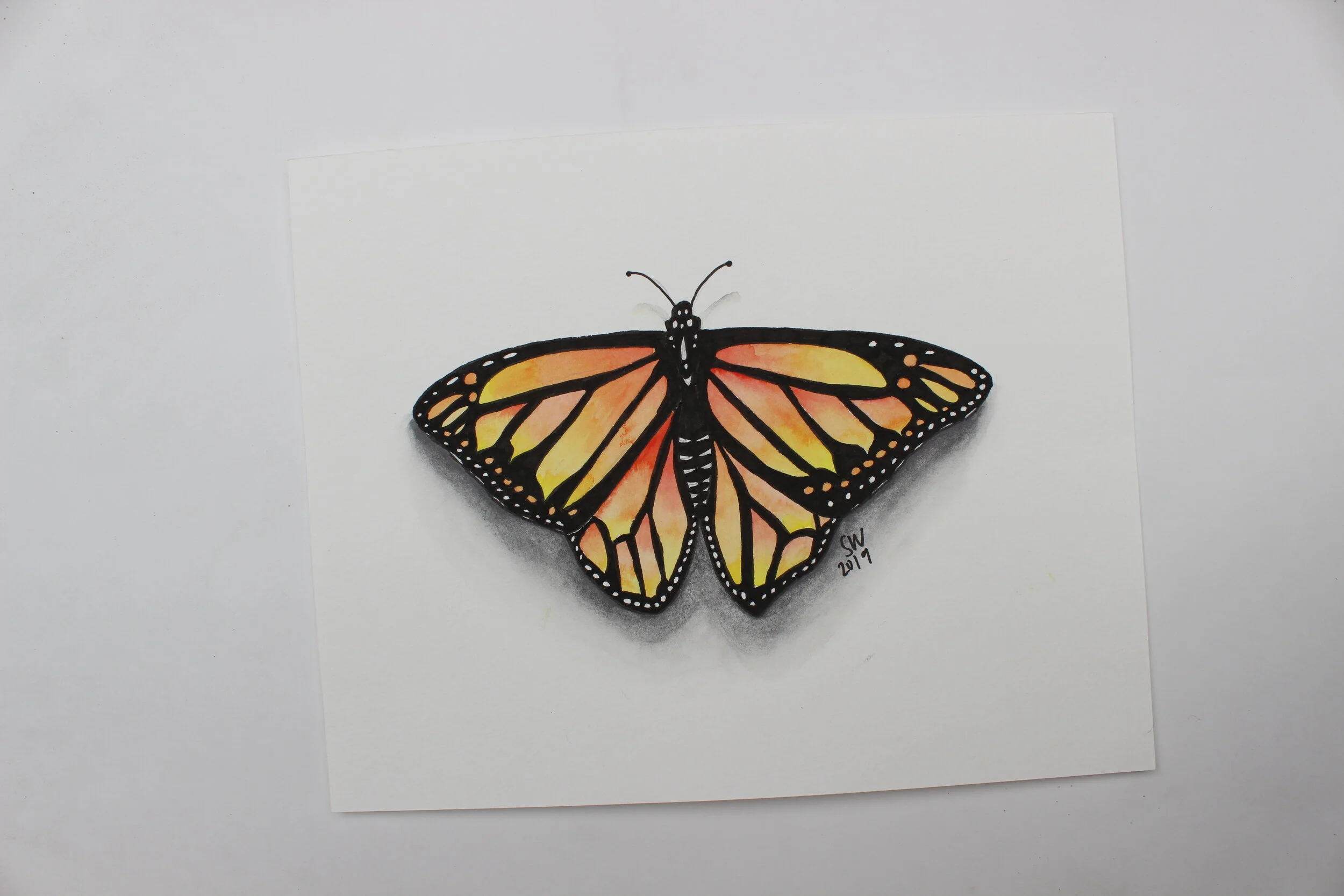 Butterfly - 2019