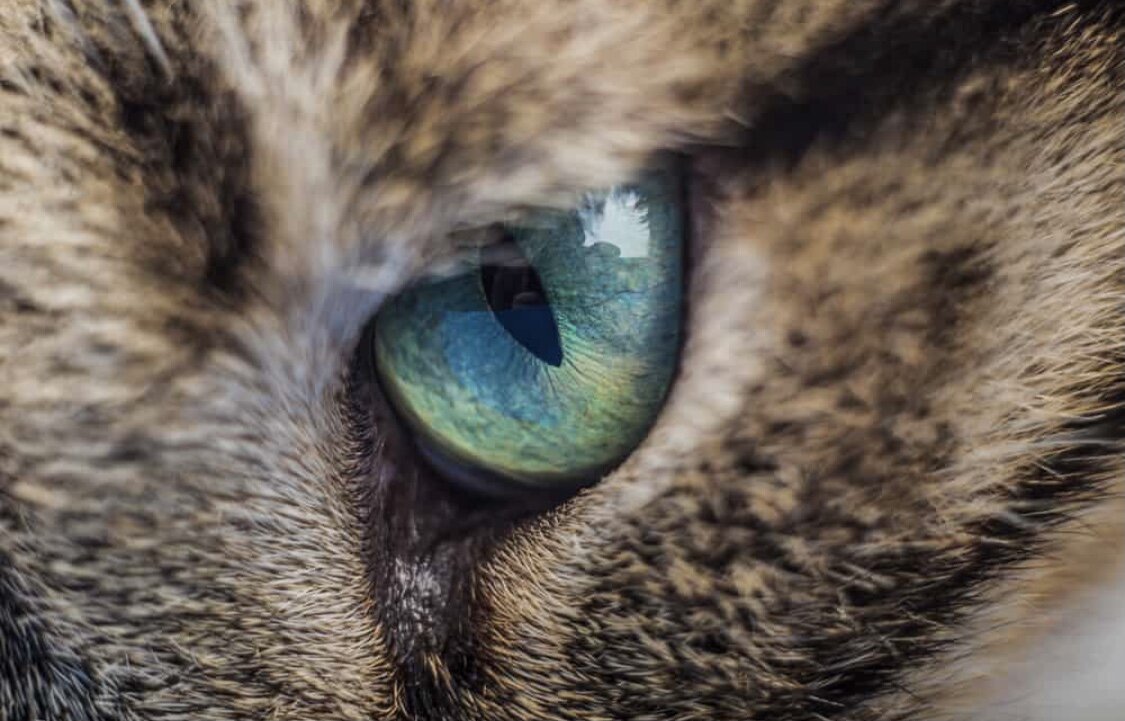 Сделать глаза кошке. Кошачий глаз. Глаза котов. Кошачьи глазки.