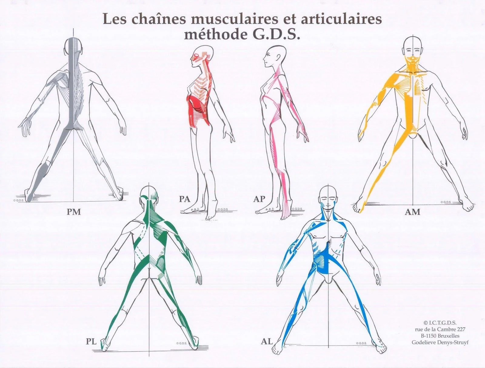Diagramme des chaînes musculaires et articulaires selon la méthode G.D.S, illustrant plusieurs vues d'un corps humain avec différentes chaînes colorées : PM, PA, AP, AM, PL et AL, chacune représentant des groupes musculaires et leur disposition.