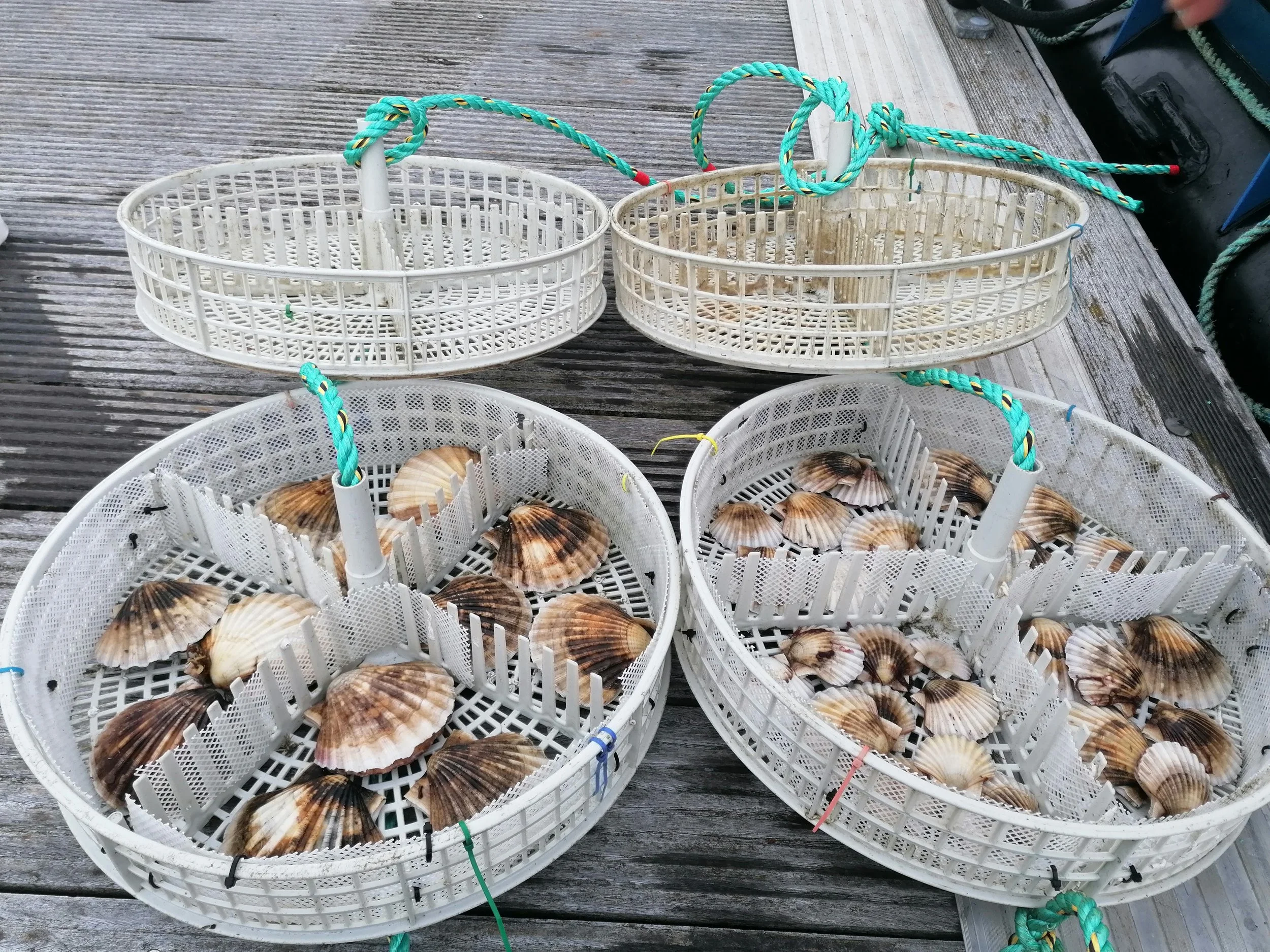 IMTA Lab Scotland - Meatier Oysters, More Seaweed and Environmental ...